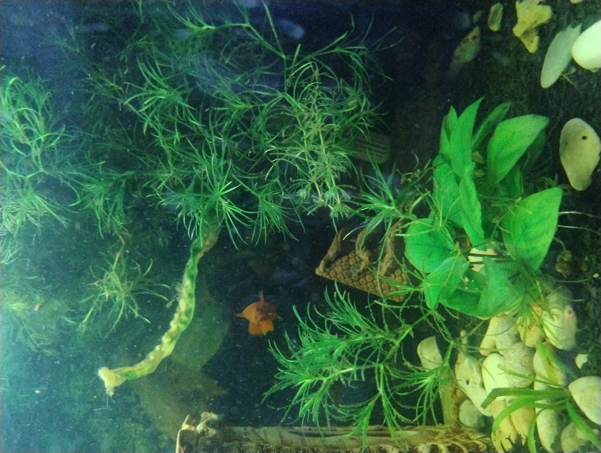 This is an underwater image of an aquarium. The aquarium contains several types of aquatic plants, some of which are green and leafy, while others are thin and feathery. There are also rocks and a piece of decorative aquarium landscaping that resembles a small, textured structure. In the center of the image, a small, bright orange fish is visible. The water appears somewhat murky, and there are some small particles floating in it. The lighting suggests an artificial light source above or within the aquarium. The image does not provide any information that would allow for the identification of its location in the city of Kropyvnytskyi, Ukraine.