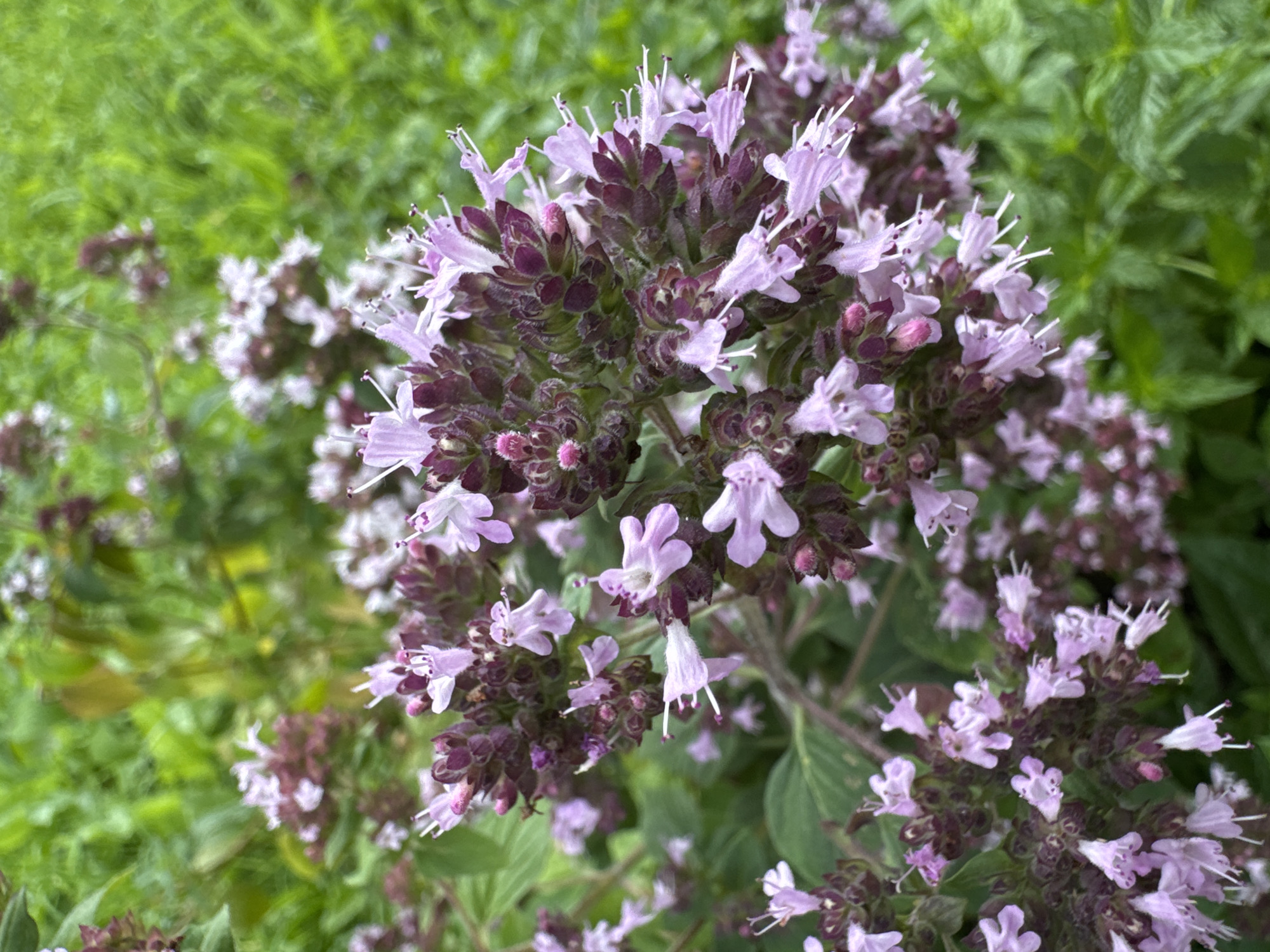 A close-up, upward-facing shot shows clusters of oregano flowers against a blurred green background. The flowers are small and delicate, with pale pink to purple petals and white stamens. They grow in dense spikes, with some buds still closed. The overall impression is one of natural beauty and abundance, typical of a garden or wild meadow. The scene is set in Steklyannyi, Russia.