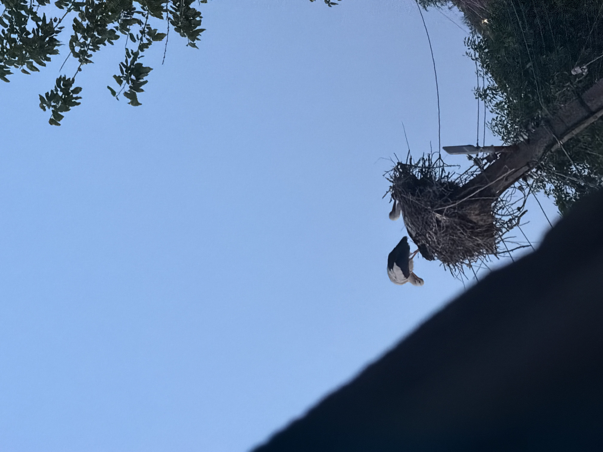 An upward-angled photograph captures a large white stork perched prominently on the edge of a substantial stick nest. The nest is built atop a utility pole or a robust tree branch, which also supports some green foliage. The stork exhibits characteristic white plumage across its body, contrasting with its black flight feathers and a long, dark beak. Another bird, likely a second stork, is partially visible within the depths of the nest. The sky above is a clear and bright light blue, indicating daylight hours. Dark green leaves from an overhanging tree extend into the frame from the upper left corner. A dark, indistinct, angular shape, resembling a roof or building edge, cuts across the lower right portion of the image, partially obscuring the view. The scene offers a glimpse into the nesting habits of storks, a common sight in regions such as Iskar, Bulgaria, illustrating the integration of wildlife with human infrastructure. No people are visible, and there is no discernible text. The image conveys a peaceful and natural moment.