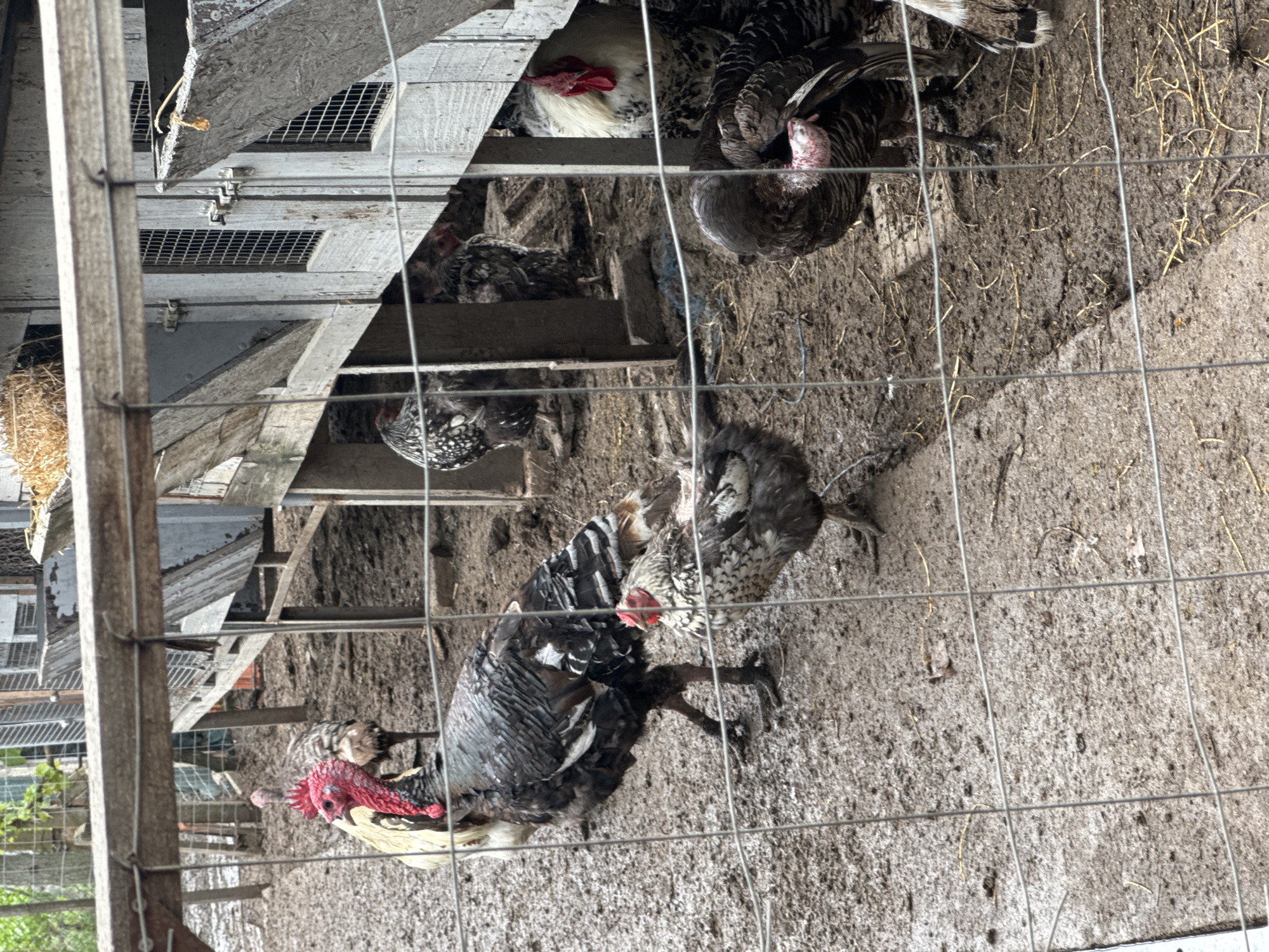 The image shows a group of turkeys confined within a wire mesh enclosure. The ground within the enclosure is muddy and uneven. Some of the turkeys are standing, while others are situated near what appears to be a wooden structure, possibly a coop or shelter. The composition is from an eye-level perspective, looking into the enclosure through the wire mesh. The scene appears to be taken in an outdoor setting. No people are visible. There is no evidence to suggest this image was taken in Sarnevo, Bulgaria.