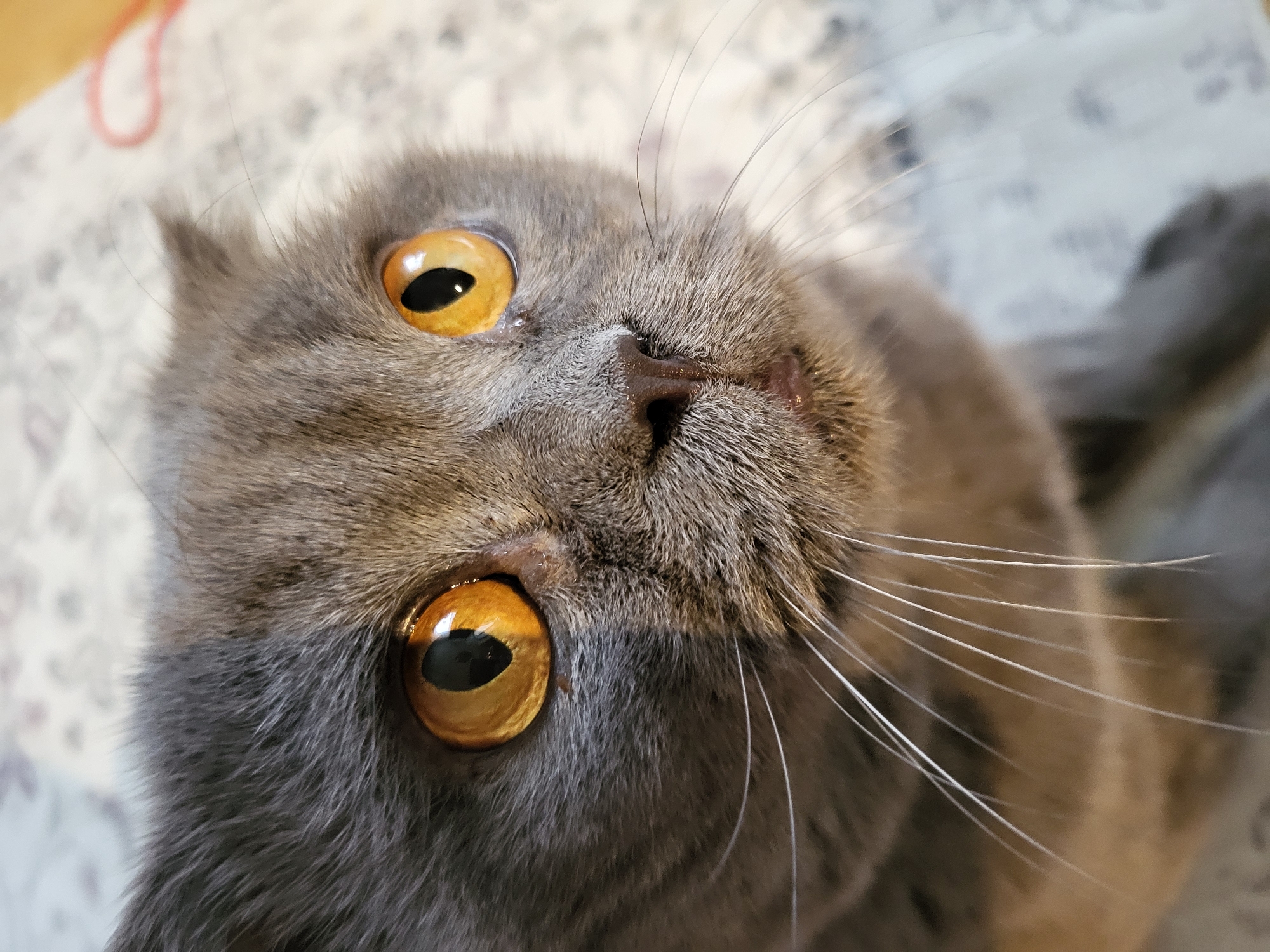 A close-up, high-angle shot of a grey cat lying on its back. The cat has golden eyes with vertical pupils and prominent whiskers. The background appears to be a patterned surface, possibly a blanket or cushion. The cat's fur is dense and appears soft.