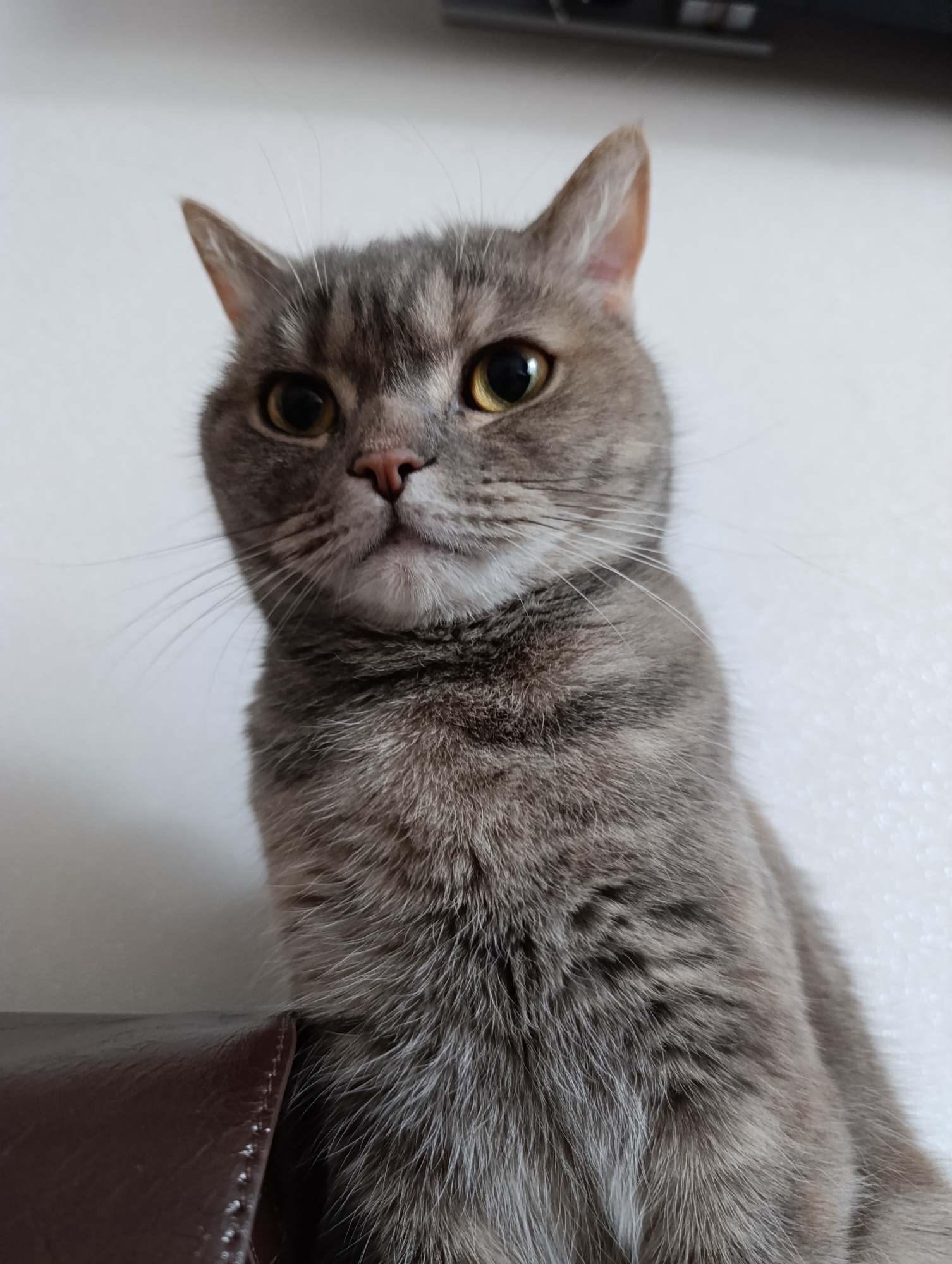 A gray cat with yellow eyes and a pink nose is seated atop a brown leather object. The cat's fur is short and dense. The background is a plain white wall. The picture was taken inside in a location that has not been specified. There is no information available in the image that would allow any information about the city of Chaikovsky, Russia.