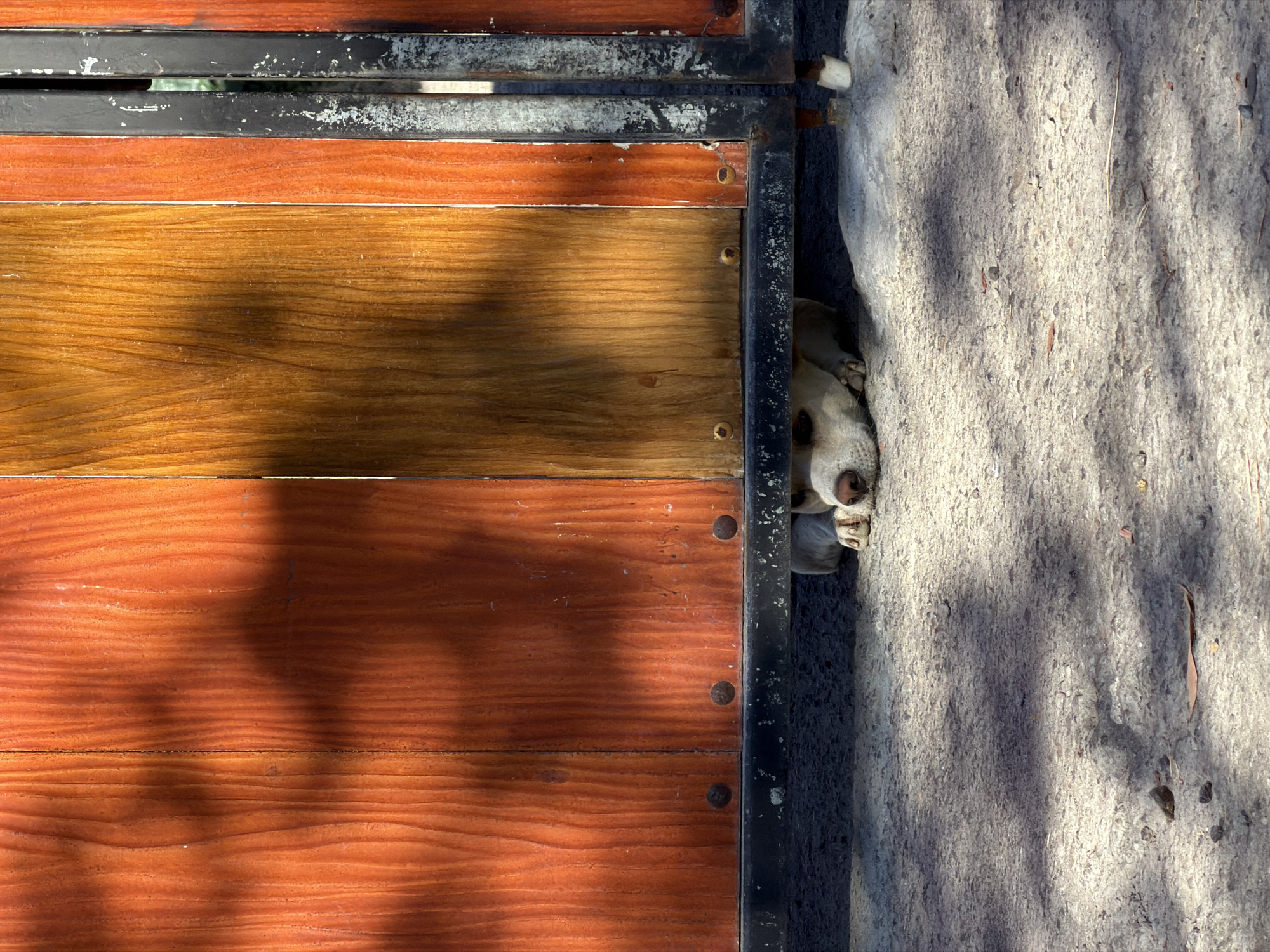A medium-sized, light-colored dog lies partially hidden beneath a wooden gate in Kuta Selatan, Indonesia. The dog's head and front paws are visible, with its nose and eyes clearly discernible. The gate, constructed of vertical wooden planks with varying shades of orange and brown, is secured by a horizontal metal bar. The ground beneath the gate is a textured, grayish concrete surface, dappled with shadows cast by the gate and overhead foliage. The scene appears to be outdoors, possibly in a residential or public area, with the harsh sunlight suggesting a warm climate.