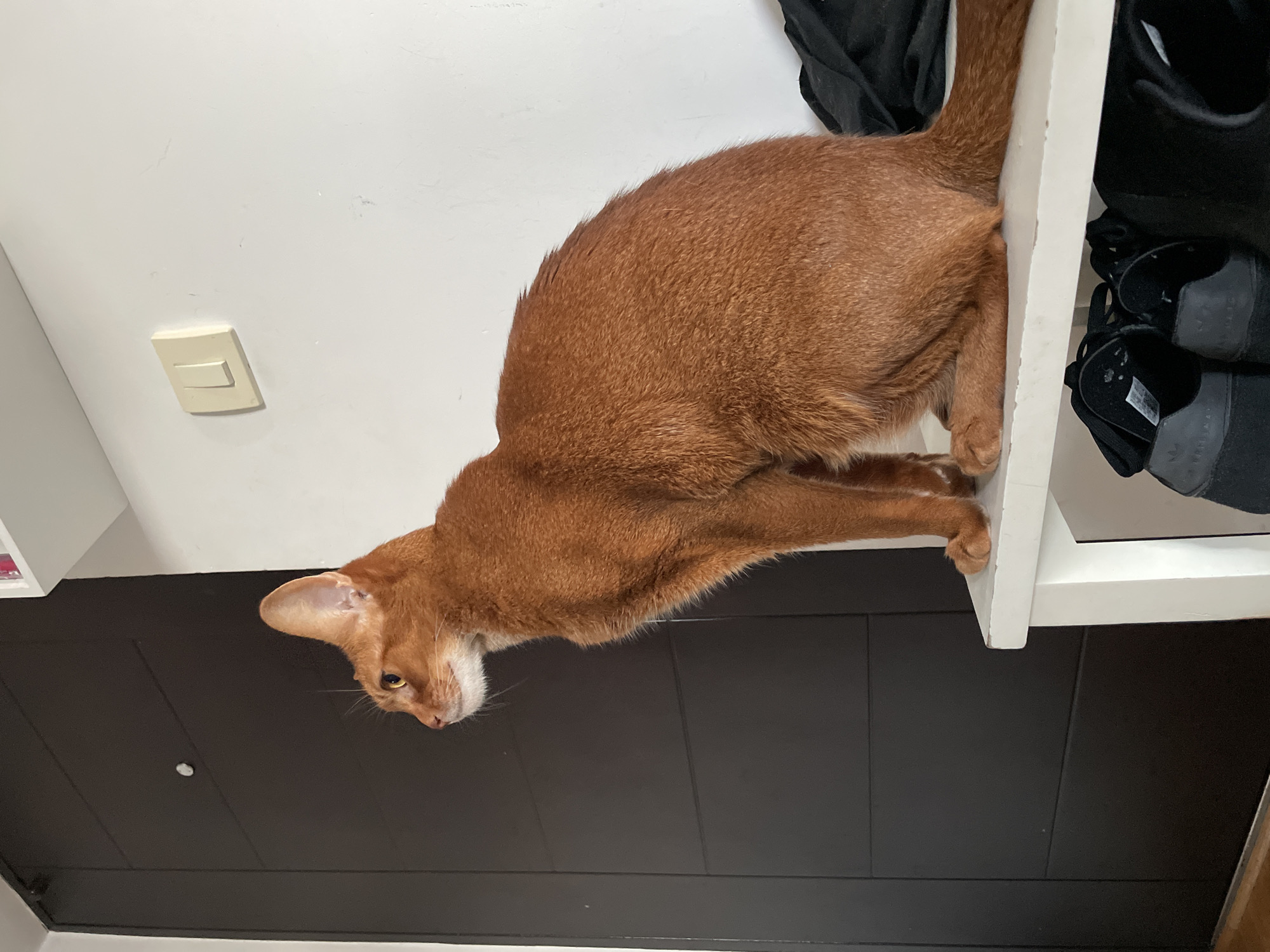A brown cat is lying on a white shelf. The shelf contains black shoes and a black garment. The background consists of a white wall with a light switch and a dark brown paneled wall. The location is not specified in the image. Therefore, I cannot determine whether the location is Boreti, Montenegro.