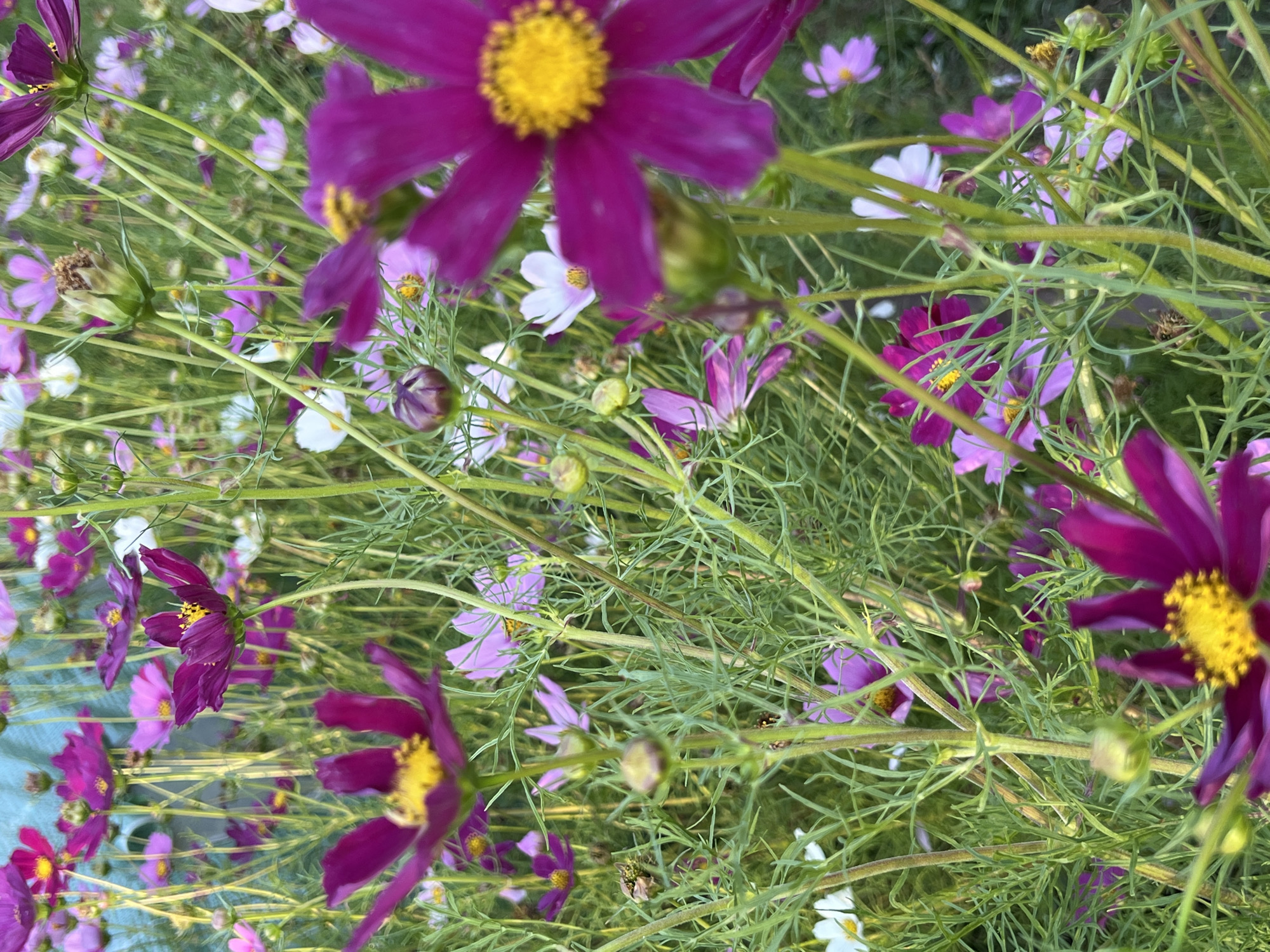 The image shows a close-up view of a field of cosmos flowers, predominantly in shades of deep pink and magenta, with some white and lighter pink varieties interspersed. The flowers have delicate, daisy-like petals and prominent yellow centers. They are growing in dense clusters with thin, green stems and feathery foliage. The background is a soft blur of more flowers and greenery, suggesting a garden or a natural meadow setting. The lighting appears to be natural, possibly late afternoon or early morning, casting a gentle glow on the petals. There are no people or animals visible in the image. The scene is peaceful and vibrant, showcasing the natural beauty of the flowers. The provided location "Dys, Poland" is fictional and does not correspond to any known place, therefore no specific details about this location can be provided.