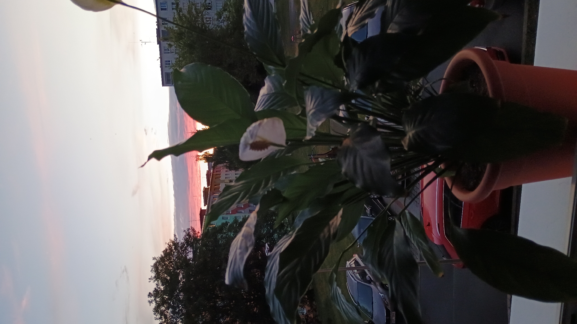 A potted peace lily is in the foreground of the image, with its dark green leaves and white flowers partially obscuring the background. In the middle ground, several cars are parked on a street, including a red SUV. Beyond the street, apartment buildings and trees are visible. The sky above is a pale blue with streaks of pink and orange, suggesting it is either sunrise or sunset. The scene is set against the backdrop of the city of Sokolov, Czechia.