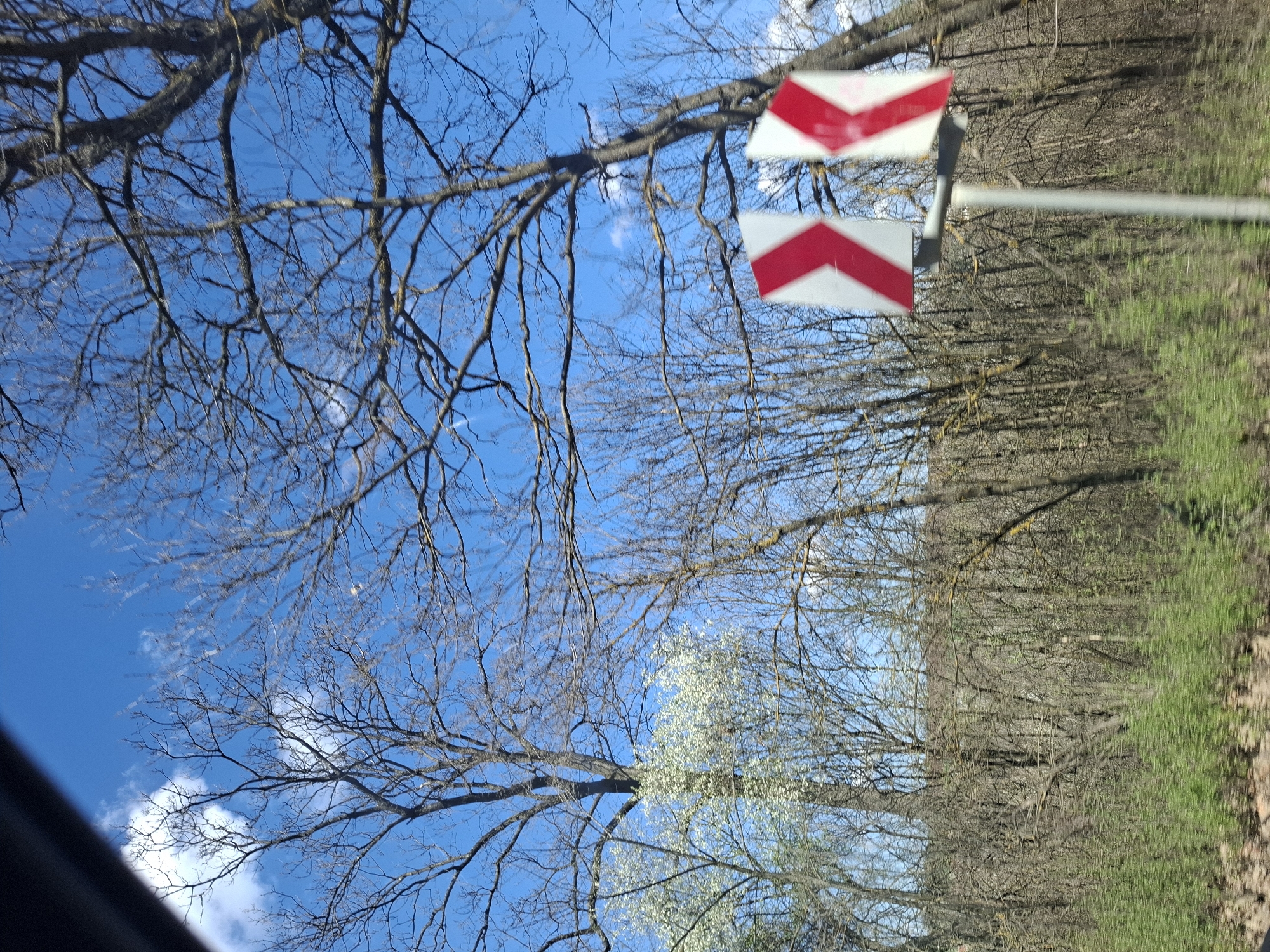 The image shows a view from Studeno Buche, Bulgaria, under a bright blue sky dotted with clouds. Tree branches, some bare and some with emerging white blossoms, fill the lower portion of the frame. In the upper right, a white sign with red chevron markings is visible, possibly indicating a bend or curve in the road. To the right of the sign, a dense line of trees and green foliage suggests a wooded area bordering a roadside. The image is oriented at an angle, possibly taken from a moving vehicle. A portion of a car’s interior can be seen in the lower left.