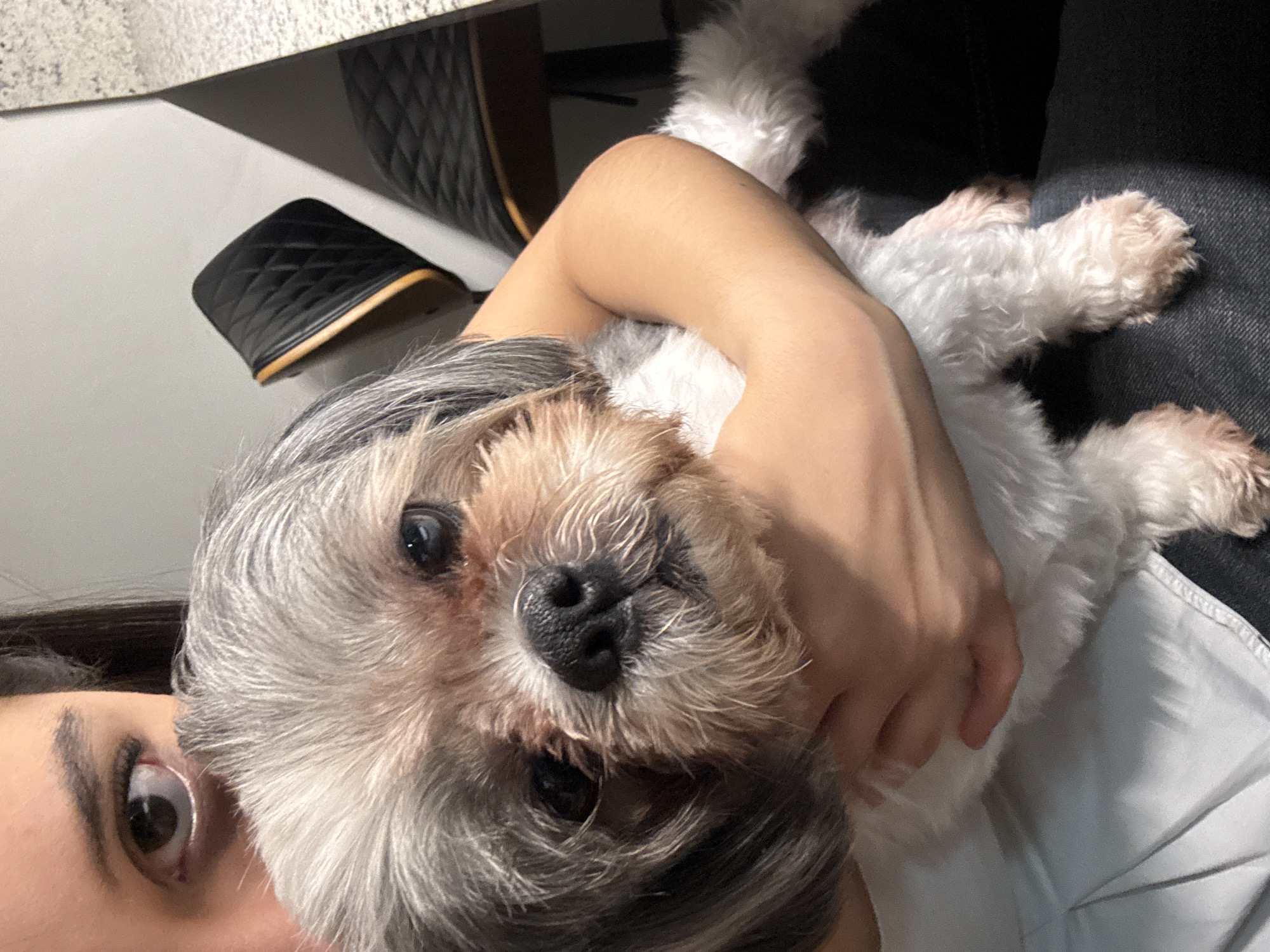 A close-up, slightly angled photograph features a white and gray Shih Tzu-mix dog being held by a person. The dog's face is centered and in focus, with its dark nose and eyes prominent. The person's face is visible at the lower left, with a portion of an eye and eyebrow visible. The person's arm cradles the dog. The dog is lying on what appears to be the person's lap, partially covered by a white garment. In the background, a black quilted chair seat is visible on the upper left, and dark denim covers the person's leg on the right. The environment is generally dark and indoor. The city of Puebla, Mexico, is not evident in the image.