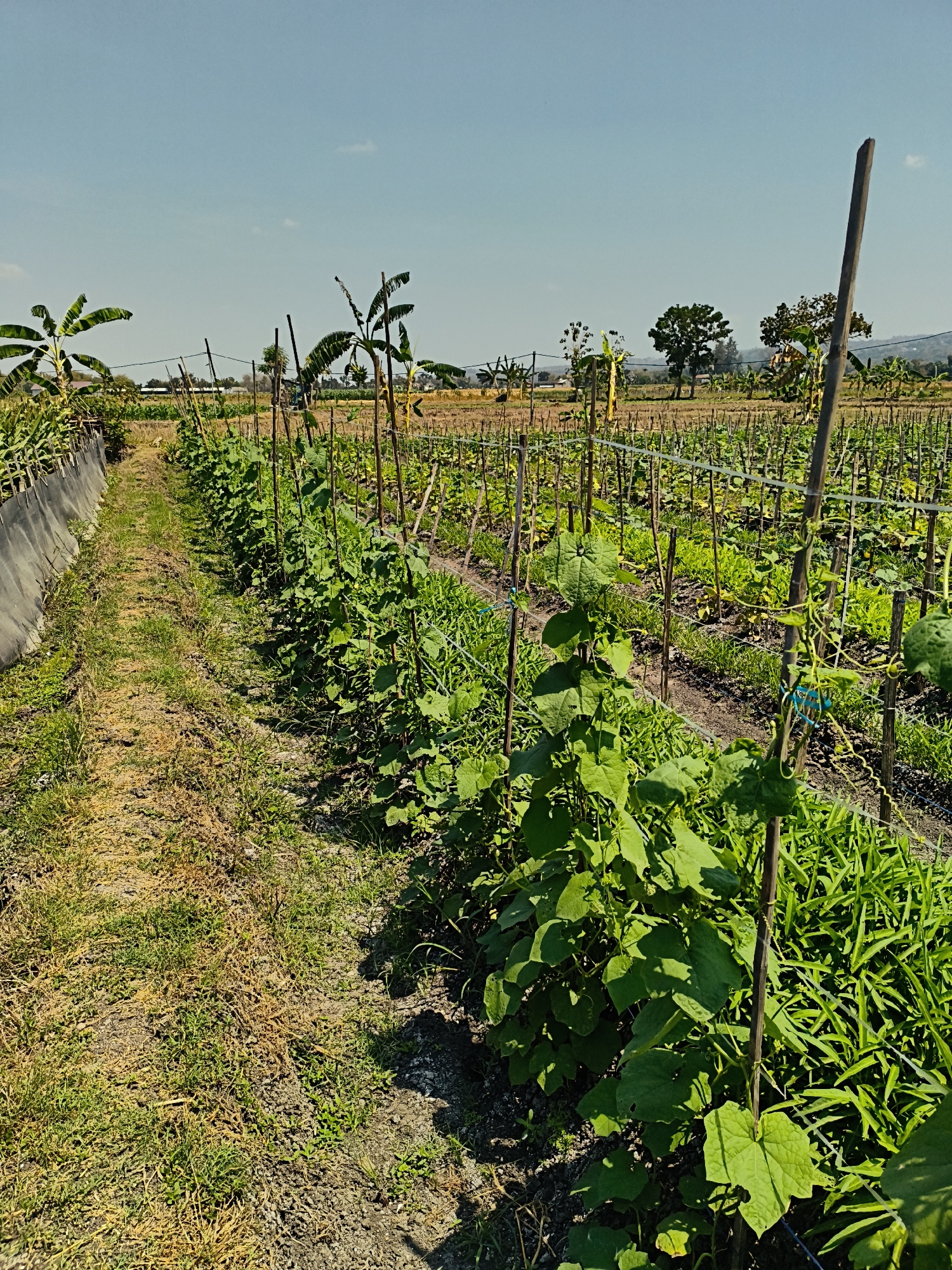 This image depicts a rural farm field in Rengel, Indonesia, under a clear blue sky. The foreground features rows of green, leafy plants, likely a type of vine crop, supported by wooden stakes and wire trellises. These plants have large, lobed leaves and some appear to be flowering or fruiting. To the left of the cultivated rows is a path with dry, sparse vegetation. In the background, more rows of crops stretch into the distance, interspersed with banana trees. Some larger trees are visible on a slightly elevated horizon. The overall scene conveys a sense of agricultural activity and the natural environment of the Indonesian countryside.