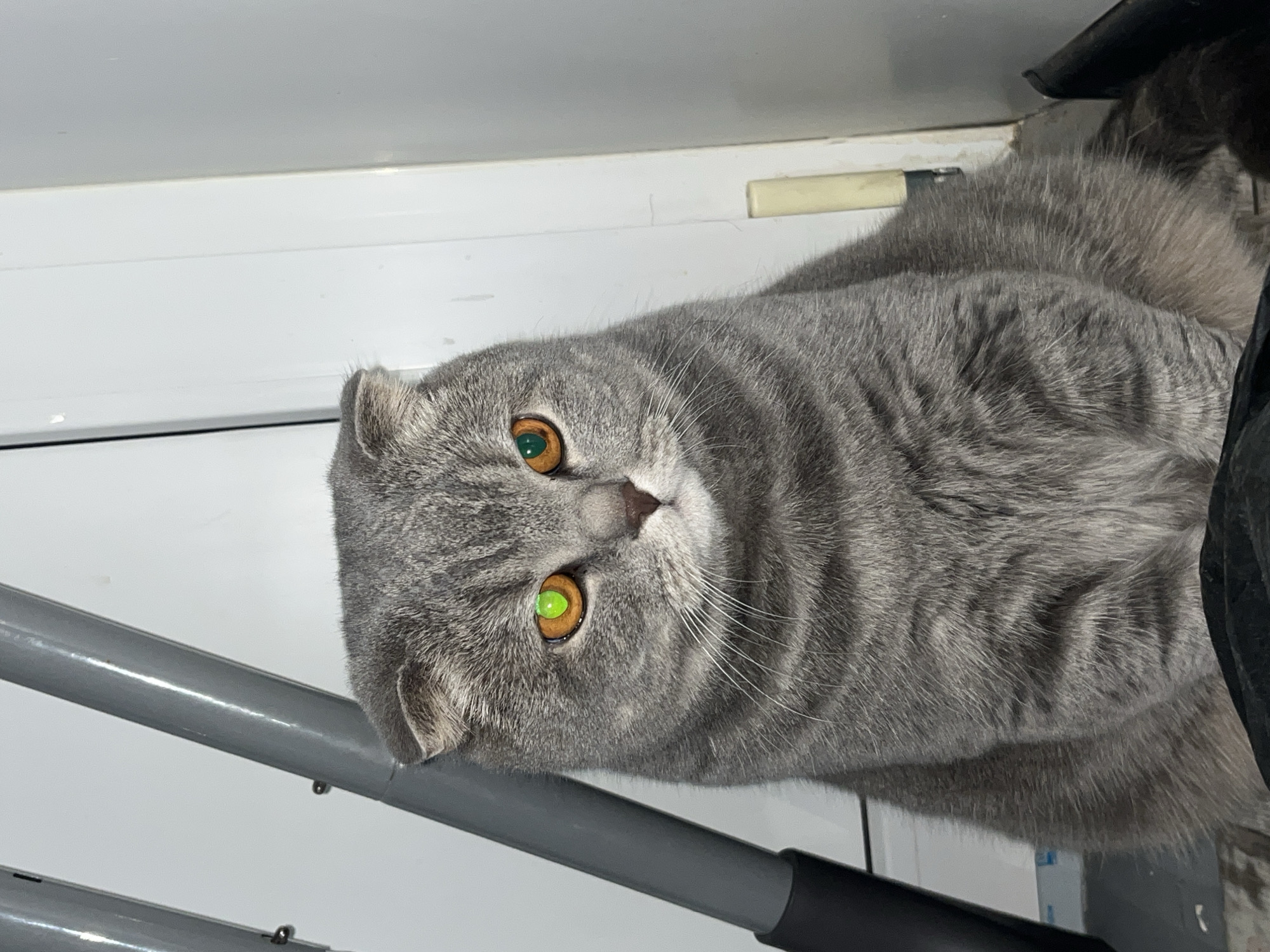 A grey, Scottish Fold cat is positioned close to the camera with its head tilted to the left. The cat has amber eyes, although the left one appears green due to a reflection. The cat has short, folded ears typical of its breed. The cat's fur is a mix of grey tones with a tabby pattern. The background includes a white wall with a small rectangular object affixed. A grey metal rail runs across the lower-left portion of the frame. The exact location in the city of Chaikovsky, Russia, cannot be determined from the image alone.