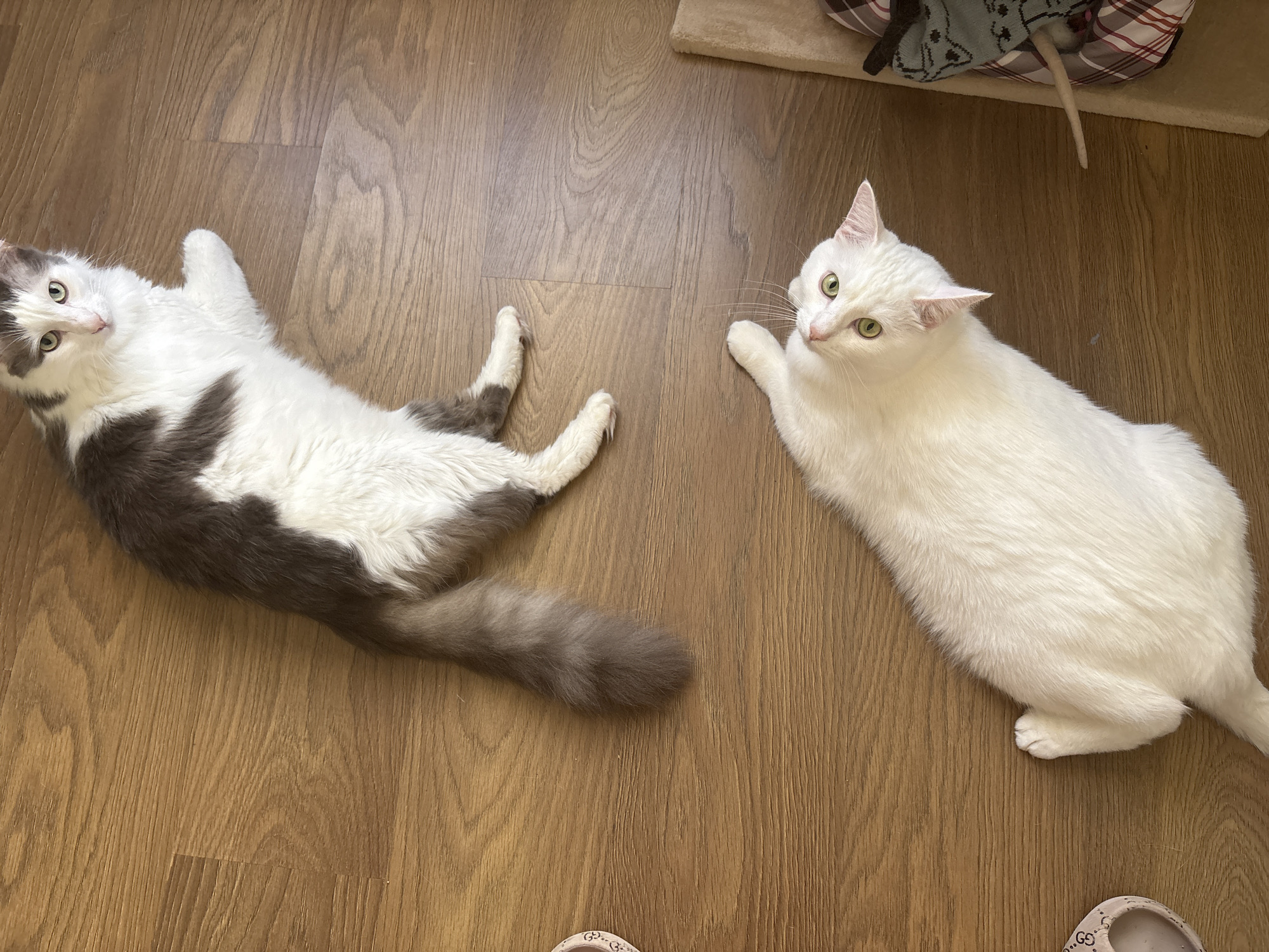 Two cats are lying on a wooden floor in what appears to be a home in Vysokoye, Russia. On the left, a bi-color cat with white and grey patches is lying on its back, looking up towards the camera. Its tail is extended along the floor. On the right, a solid white cat with green eyes is lying on its side, also looking towards the camera. The scene is indoors, with a hint of a cat tree or bed in the background. The lighting suggests it could be daytime. There is no visible text in the image.
