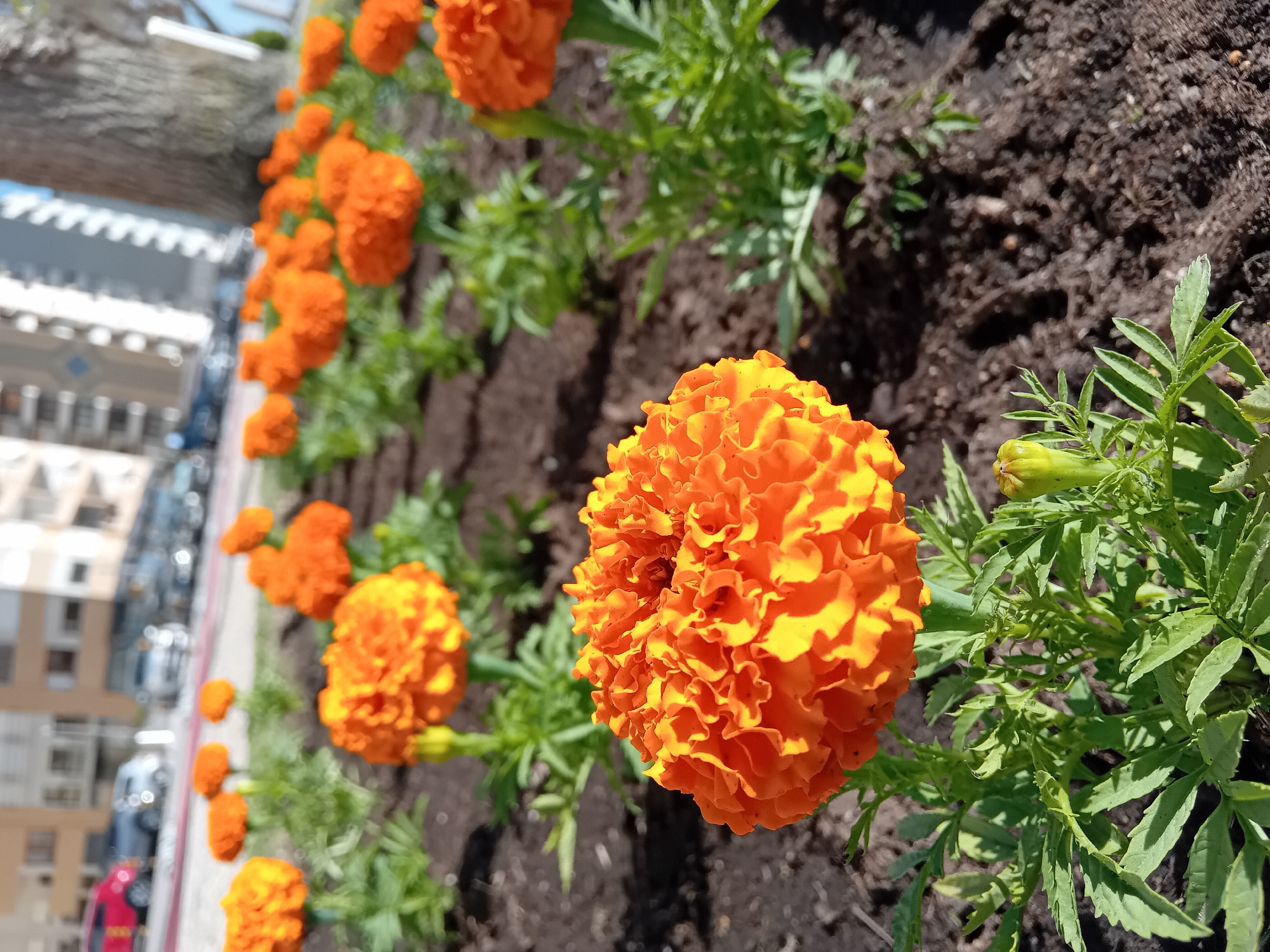 The image displays a close-up view of a vibrant row of orange flowers, most likely marigolds, planted in dark brown soil. The flowers are in various stages of bloom, with several fully opened, dense orange blossoms dominating the foreground and middle ground, and a distinct green bud visible on the right. Lush green foliage with deeply lobed leaves surrounds the flowers.
The background is heavily blurred, suggesting a shallow depth of field. On the left side of the frame, out-of-focus elements indicate an urban or suburban setting, including what appears to be multi-story buildings with windows and architectural details, and hints of a street or pathway with blurred vehicles, including a red car and a silver car.
The lighting is bright and sunny, casting distinct shadows on the leaves and soil, indicating daytime. No human activity or visible text is present. The image is oriented vertically, with the row of flowers extending from the top right towards the bottom left, and the blurred background elements positioned along the left edge.