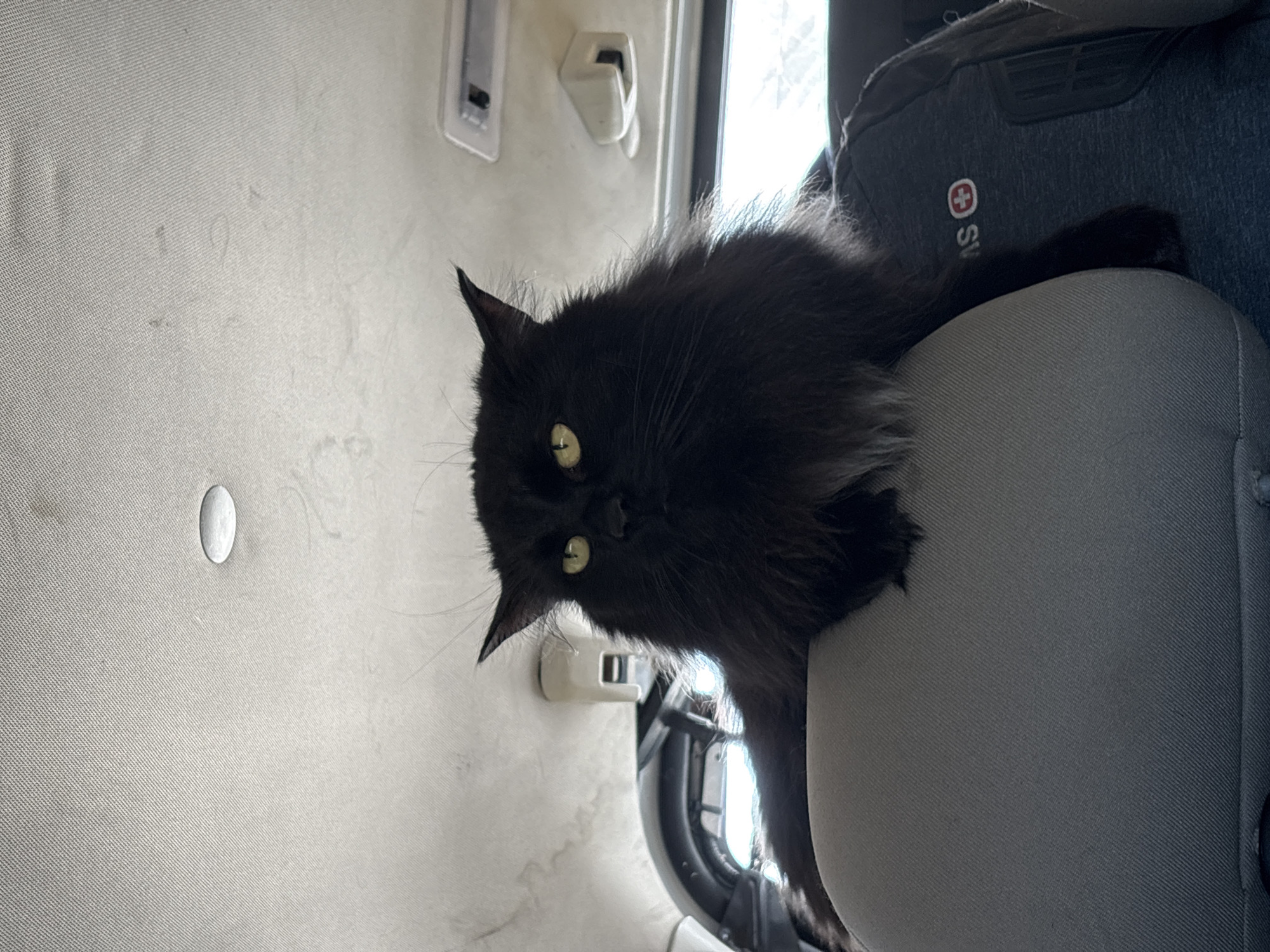 The image shows a black cat with fluffy fur and yellow eyes sitting on the headrest of a car seat. The cat is looking to the left of the frame. The interior of the car is visible, including the headliner with a light fixture and some hanging fixtures. The cat's paws are resting on the headrest and a gray shirt with a red and white cross logo. The lighting suggests daytime. There is no indication of the cat's location in the city of Бабаново, Russia, or any other city.