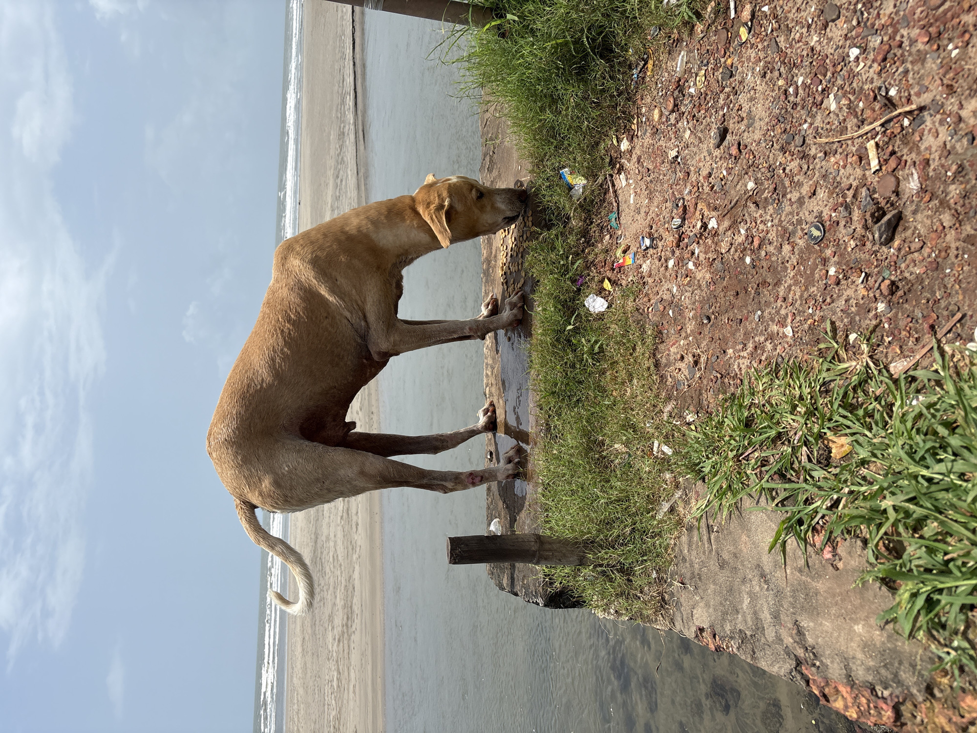 The image depicts a tan-colored dog on a concrete embankment next to a body of water. The dog is facing down and appears to be eating from a pile of food scattered on the ground. The embankment is partially covered with green grass and littered with various pieces of trash, including plastic wrappers and cigarette butts. In the background, there is a sandy beach with waves breaking on the shore, and a cloudy sky. The overall scene suggests an outdoor environment possibly near the coast. The location is identified as Ashvem, India.