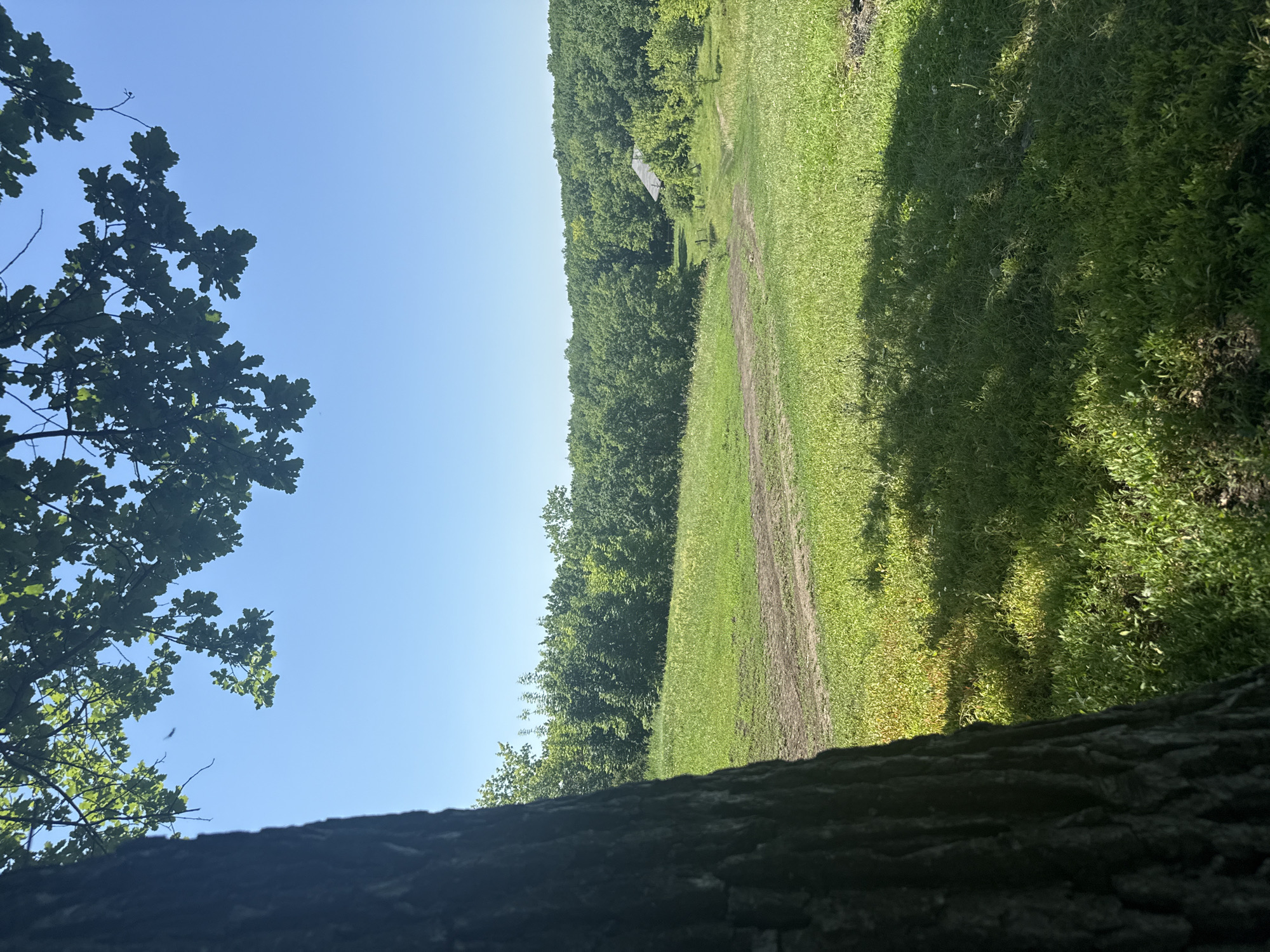 An outdoor, low-angle, eye-level, full shot captures a sunlit, rural landscape in Novokuybyshevsk, Russia. The foreground is dominated by the rough, dark bark of a large tree trunk on the left, casting a shadow across the lush green grass in the lower right corner. A dirt path winds through the verdant field, leading towards a dense forest in the mid-ground. In the distance, a small, rustic building with a gray roof peeks through the trees, suggesting a secluded, natural setting. The sky above is a clear, vibrant blue, with the sun casting strong shadows and highlighting the textures of the foliage.