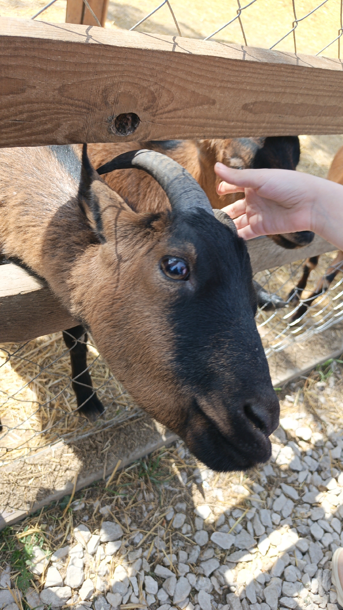 A close-up captures a brown and black goat, its head extending through a wooden fence. The goat is partially surrounded by hay and gravel. A human hand gently touches the goat's head. The location is consistent with a petting zoo or farm environment, but there is no forensic connection with the city of Sevastopol, Ukraine.