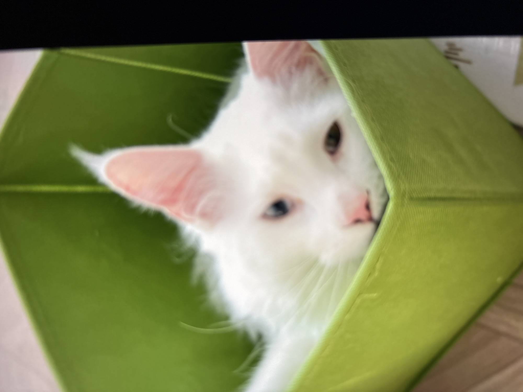 A white cat is partially visible inside a green, square fabric storage container. The cat's head is tilted, and it's looking towards the camera. Its left ear is prominently displayed, showing pink skin. The photo is taken in an indoor setting. The background is blurred, but a wooden surface is visible. There is no indication in the image about the location being Ембаево, Russia.