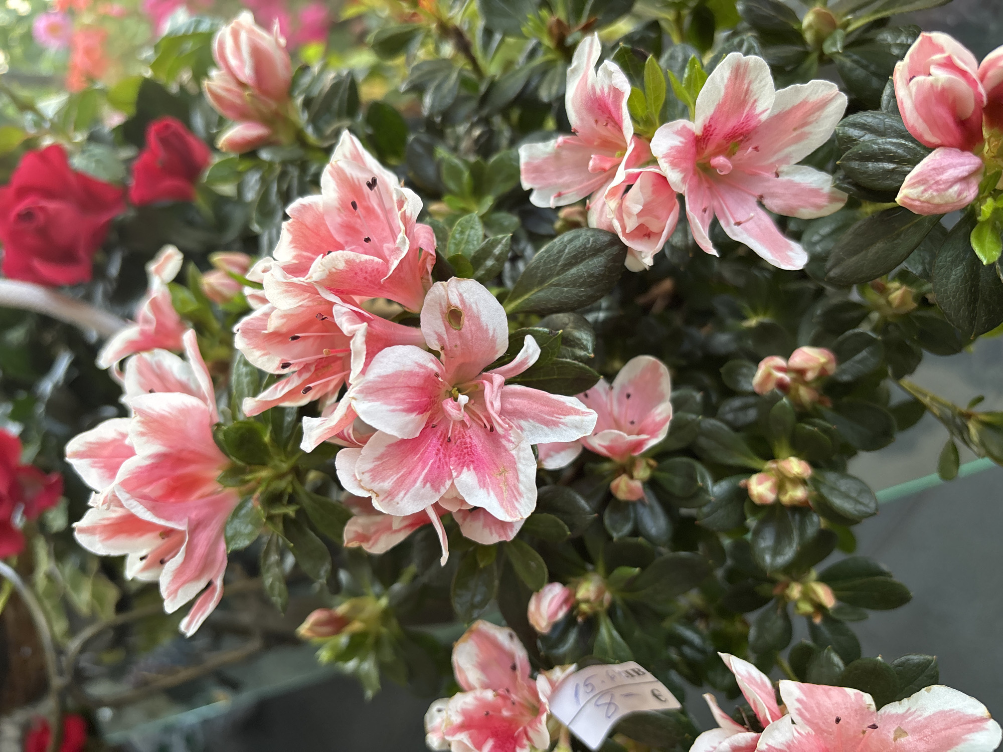 This is a close-up, eye-level, outdoor photograph of a cluster of pink and white azalea flowers and buds. The flowers are in various stages of bloom, with some fully open and others still closed. The petals are delicate and have a streaky pattern of pink and white. The leaves are dark green and glossy. In the background, out of focus, are some red flowers and greenery, suggesting this is part of a garden or a flower shop display. A small white tag with some writing on it is visible on the lower left side of the image, attached to one of the stems. The lighting suggests it is daytime. The overall impression is one of natural beauty and abundance. The image does not contain any information to indicate its location in Sofia, Bulgaria.