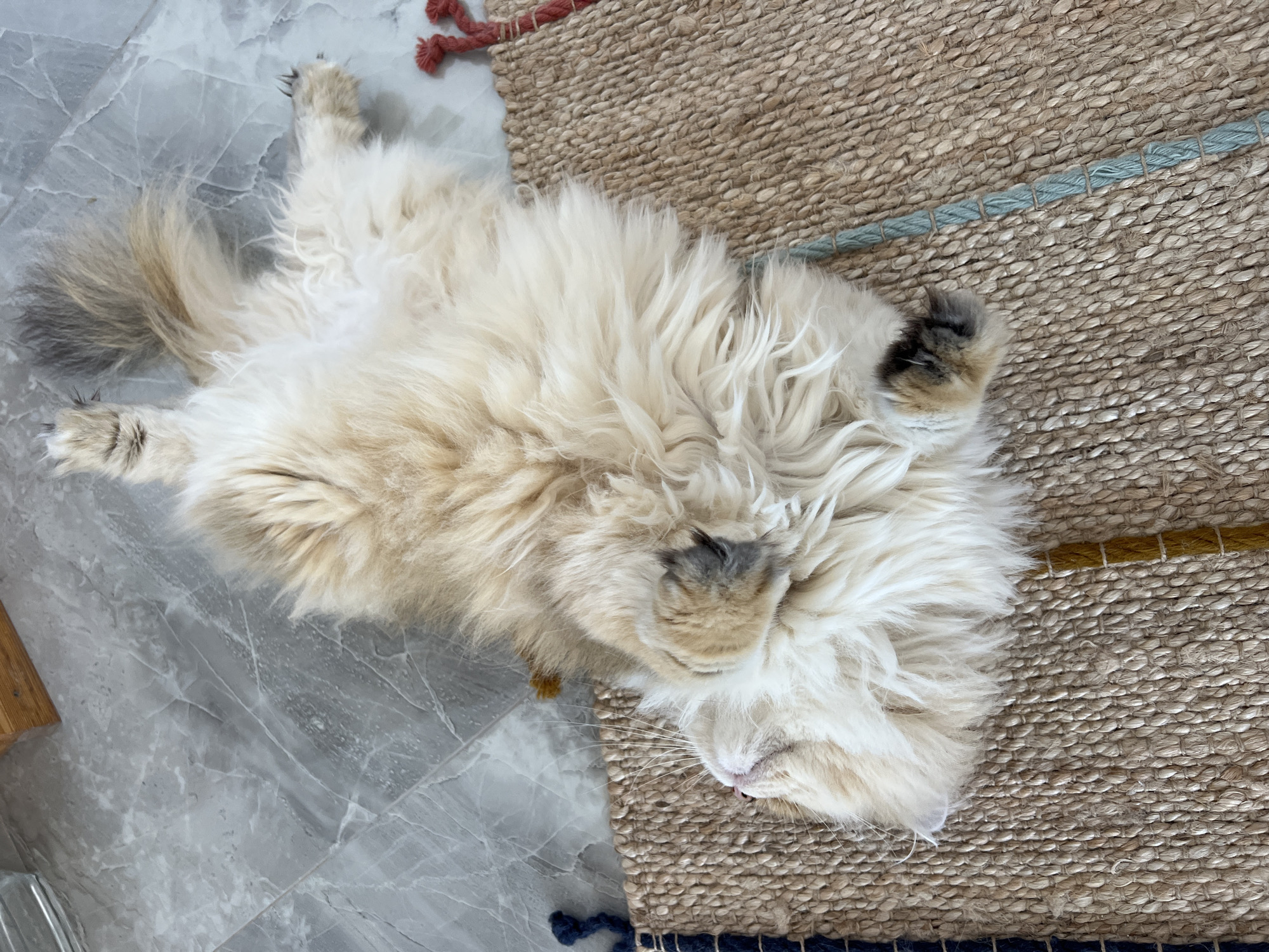 A fluffy, light-colored cat is lying on its back on a woven rug. The cat is mostly obscured by its long fur, but its face is visible, turned to the side with its mouth slightly open and pink tongue visible. The cat's paws are extended upwards and outwards. The rug is made of thick, natural fibers and has colored woven stripes. In the background, a gray, marble-patterned floor is visible, along with the corner of a wooden object. There are no people in the image. The scene is indoors, on a floor that appears to be in a modern setting. The location in the city of Aksu, Turkey, cannot be determined from the visual information provided in the image.