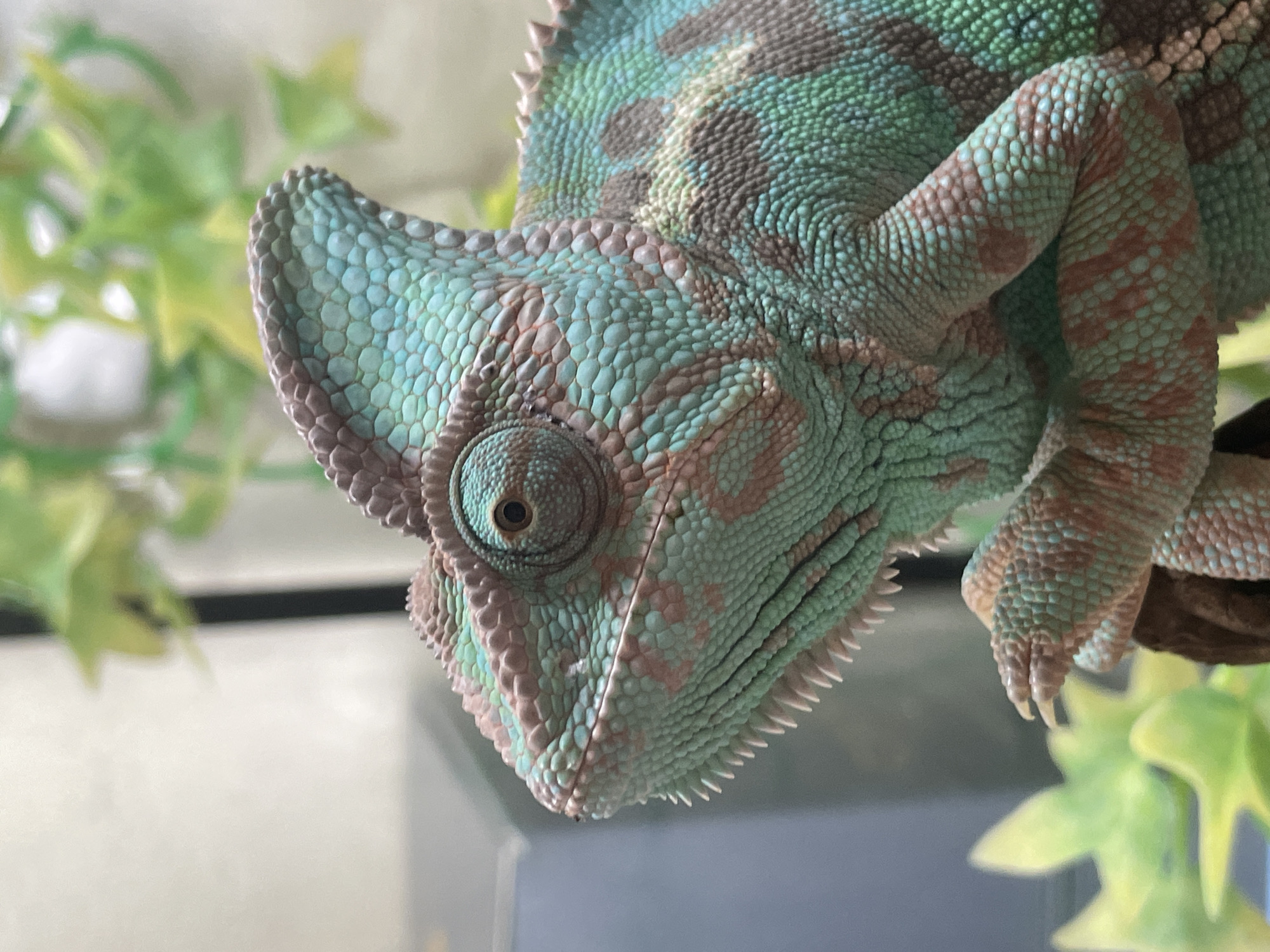The image is a close-up, eye-level, portrait-style photograph of a veiled chameleon. The chameleon is predominantly turquoise with patches of pink and brown. Its scales are clearly visible, and its eye is focused forward. The chameleon is perched on what appears to be a branch or stick, with blurred green foliage in the foreground and background. The lighting is bright, creating a shallow depth of field that blurs the background and emphasizes the chameleon. The image does not contain any information that places it in Sochi, Russia.