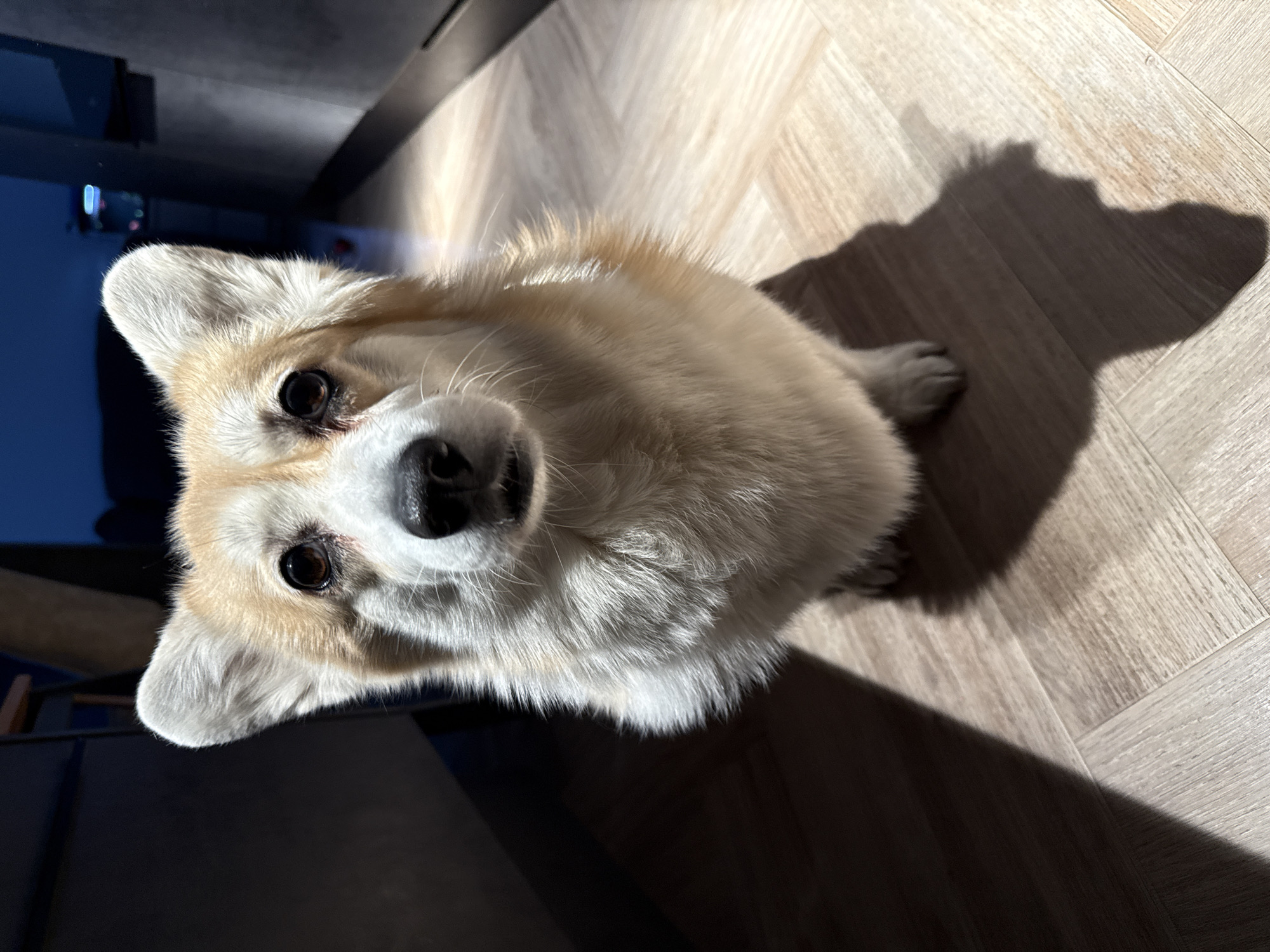 A dog, likely a Welsh Corgi, is positioned at the center of the frame looking upwards towards the camera. The dog is standing on a light-colored wooden floor. A dark shadow cast by the dog is visible to the right. A dark cabinet is in the background to the left. The location is not identifiable.