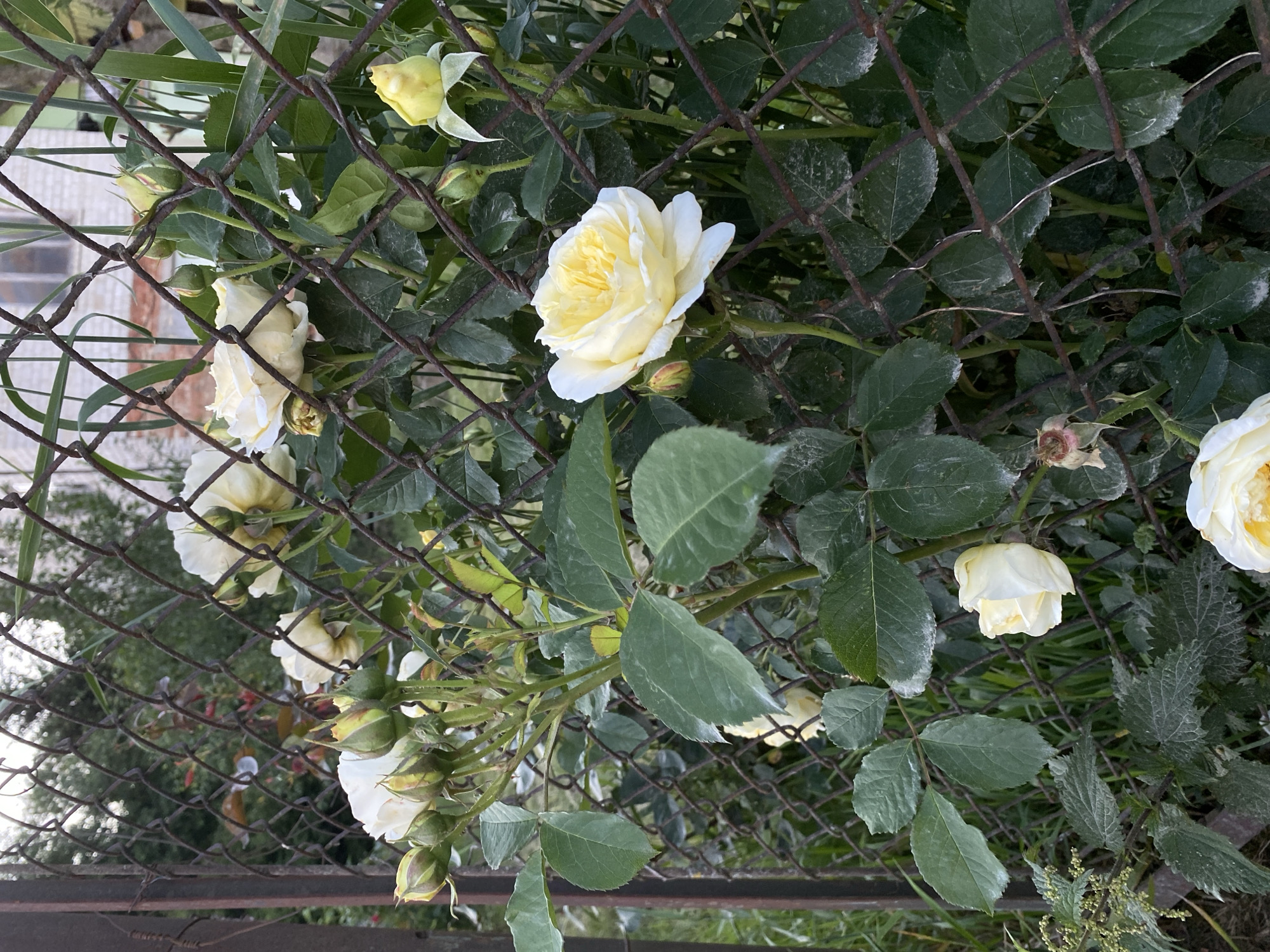 A close-up, eye-level shot captures a cluster of yellow roses and their buds growing through a rusty chain-link fence. The roses are primarily in various stages of bloom, with some fully open, revealing delicate yellow petals and centers, while others are still tightly closed buds. The foliage is a lush green, with some leaves exhibiting a slight powdery residue. Beyond the fence and roses, a blurred background suggests an outdoor environment with more greenery and the side of a building with brickwork and windows. The lighting is natural, implying it is daytime.