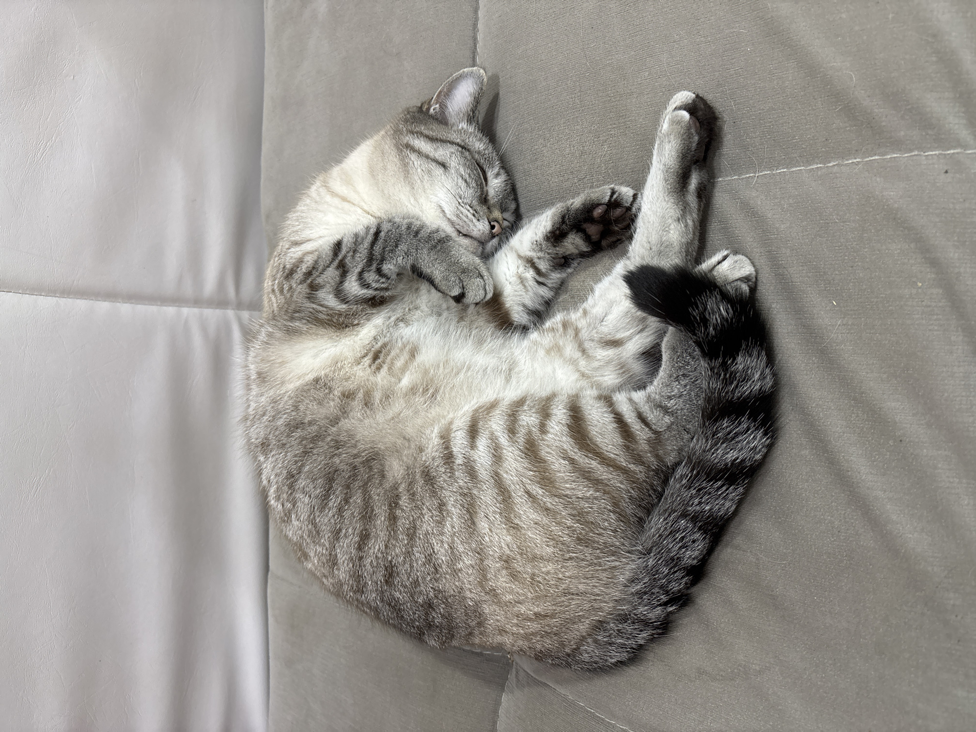 A light gray tabby cat is curled up asleep on a gray upholstered surface with subtle seams. The cat's head is tucked into its chest, with its paws near its face. Its striped tail is curled around its body. The location, Noviy, Russia, is irrelevant to the visual content of the image.