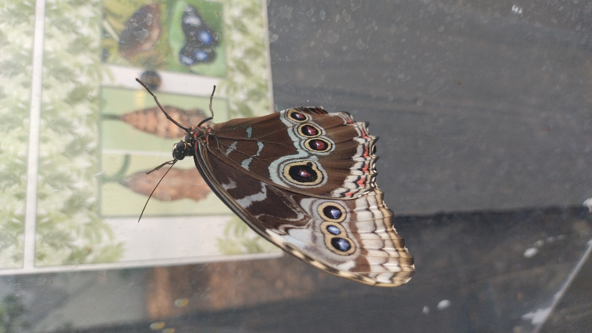 The image shows a butterfly with intricate brown, blue, and white patterns on its wings, perched on a transparent surface, likely glass. The butterfly's body is dark with visible antennae. In the background, a display features images of chrysalises and other butterflies, possibly in a museum or educational exhibit. The setting appears to be indoors, with diffused lighting. This scene is located within the Tērvete Nature Park in Tērvete, Latvia.