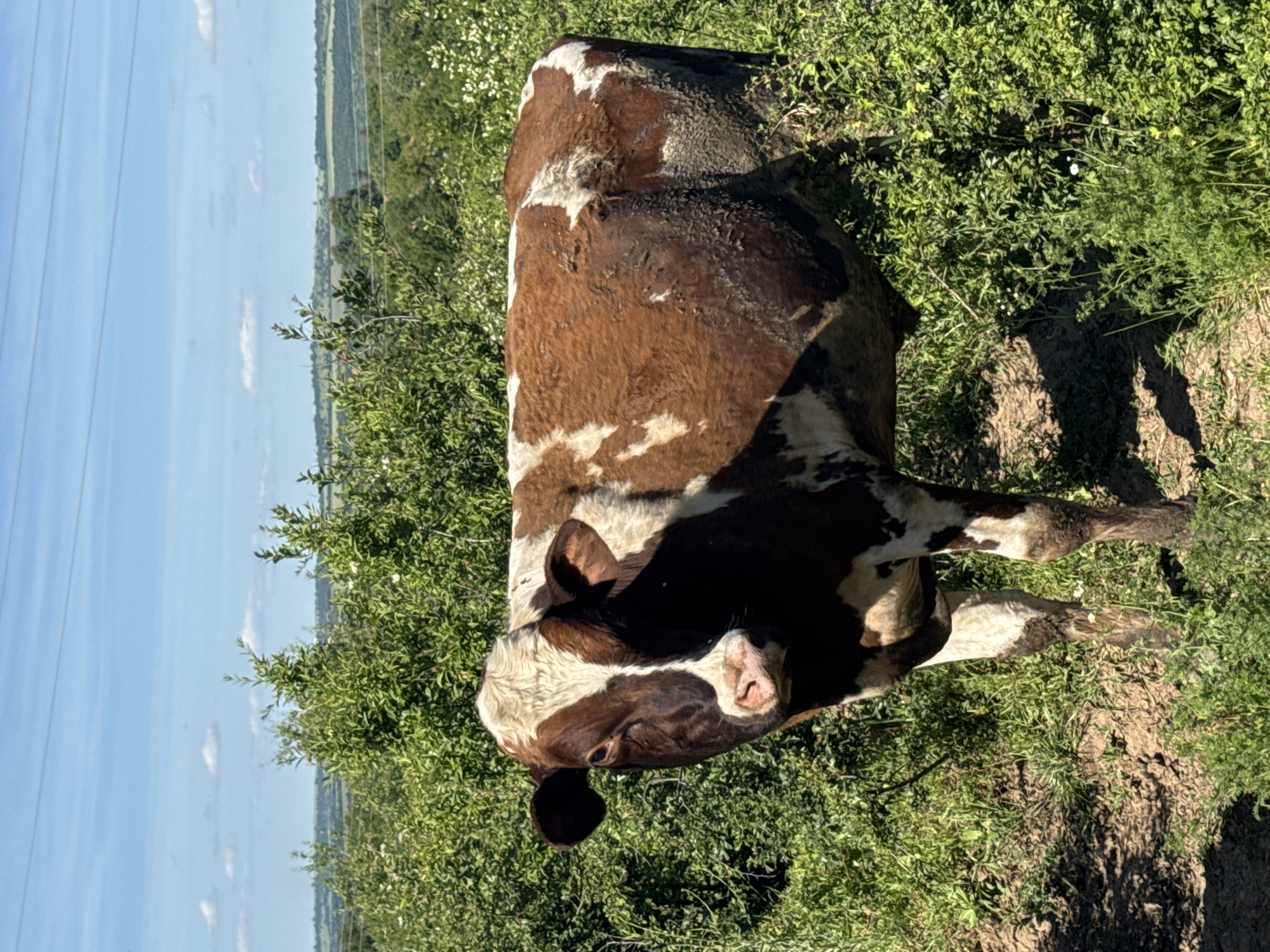 A brown and white cow lies in a grassy field under a clear blue sky. Power lines are visible in the distance, near a horizon of trees and fields. The cow is positioned in the lower right, its head tilted towards the camera. The ground is covered in green grass and patches of exposed dirt. The location is Dermantsi, Bulgaria.