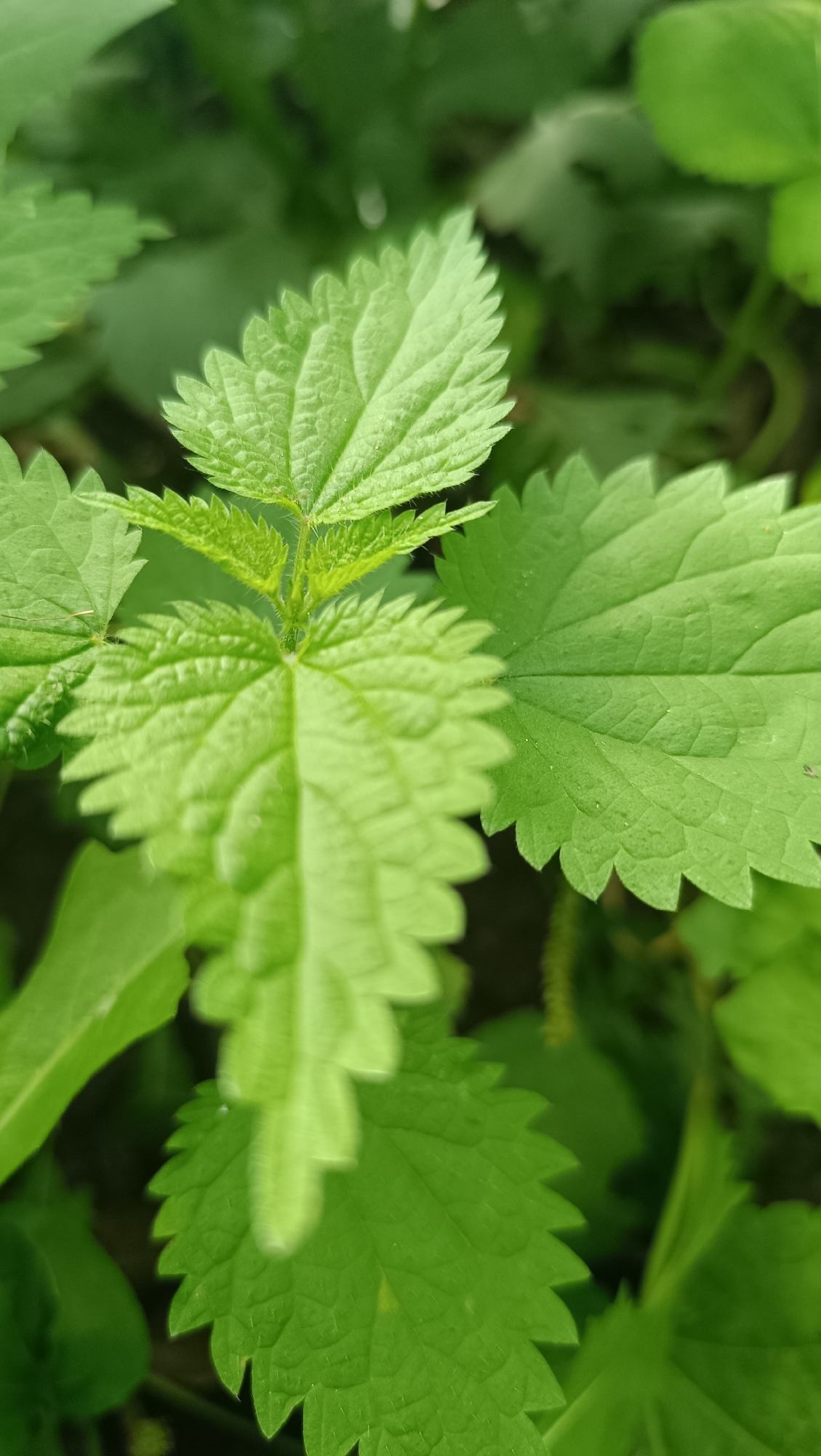A close-up, vertical, eye-level shot shows several bright green nettle leaves. The nettle plant is the sole subject. The leaves are serrated along the edges and have a textured, veined surface. The focus is sharpest on the central leaves, with the surrounding foliage becoming progressively blurred. The background is a soft, dark green blur, suggesting a natural environment. The image does not contain any information about the city of Karsha, Russia, or any people.