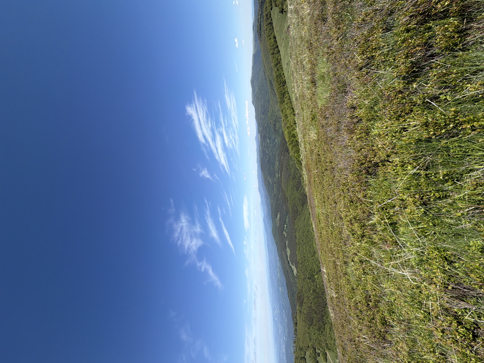 The image presents a landscape scene under a bright blue sky with wispy clouds. A green meadow, containing grasses and other vegetation, occupies the right side of the frame. To the left of the meadow, a densely forested mountain range stretches into the distance. A hazy vista is visible between the viewer and the mountains, hinting at Stokite, Bulgaria.