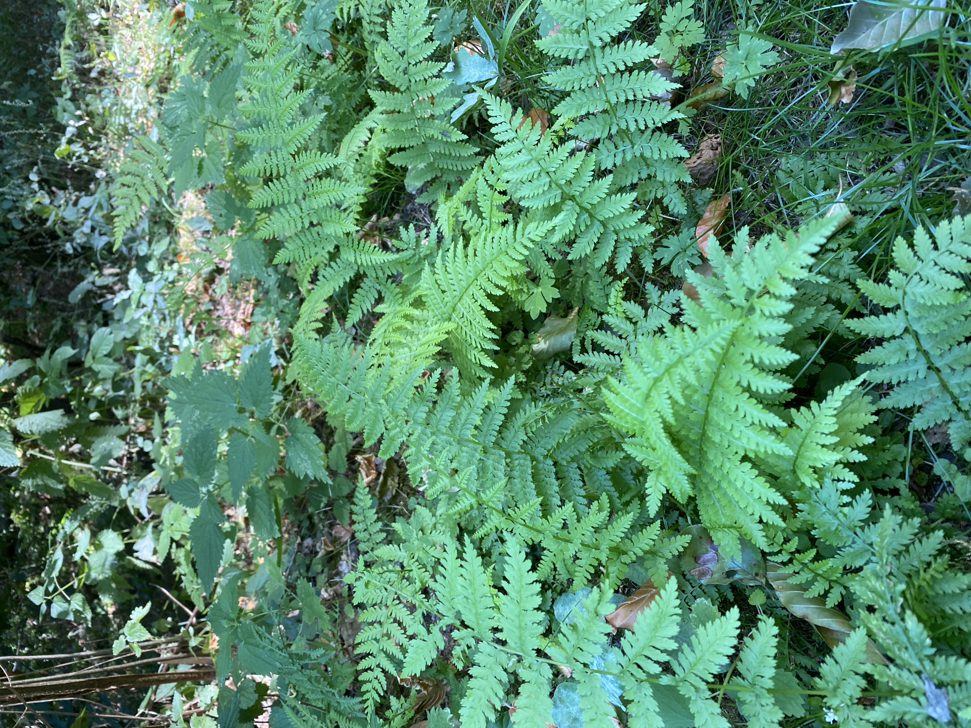 The image depicts a dense undergrowth of ferns and other green foliage, characteristic of a shaded forest floor. The ferns are vibrant green, with delicate fronds unfurling and overlapping. Some fallen brown leaves are visible amongst the greenery, suggesting an autumnal or late summer setting. The lighting indicates a shaded area, possibly a woodland or park. The scene is devoid of any people or artificial structures. The overall impression is one of natural, undisturbed vegetation. This specific location within Altenkirchen, Germany, is likely a wooded area or a park with a well-established naturalistic planting.