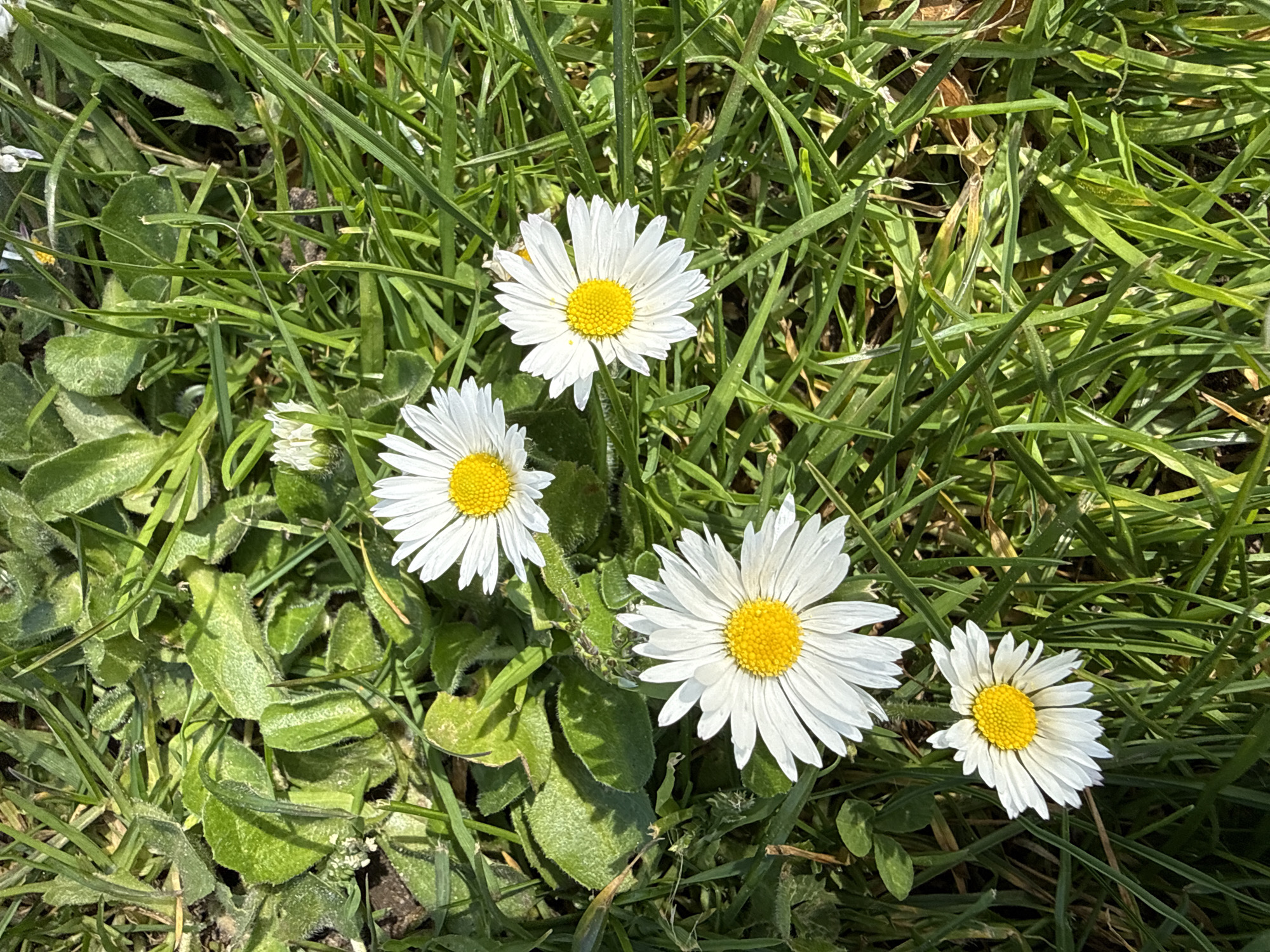 The image shows four daisies growing in a patch of grass. The daisies have white petals and yellow centers. The grass is green and blades are long. The lighting is bright and sunny. No people are present in the image. There are no discernible features that place the scene in Great Yarmouth specifically.