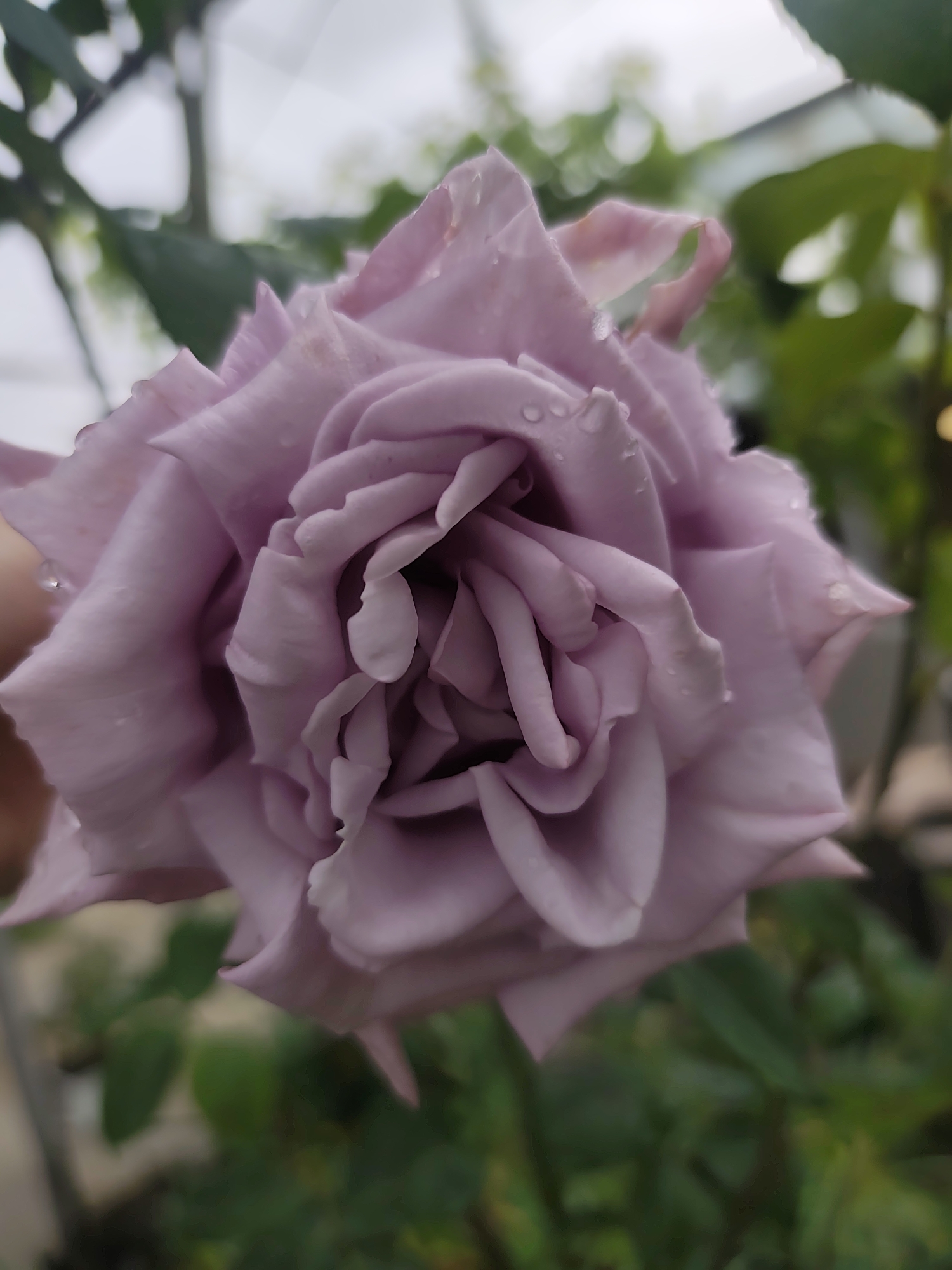 A close-up shot shows a single, blooming lavender rose with water droplets clinging to its petals. The rose is the primary focus, its many petals arranged in a spiral formation. The background is blurred, showing green foliage and hints of a structure or sky, indicating an outdoor setting, likely a garden. The location is not discernable based on the provided image.
