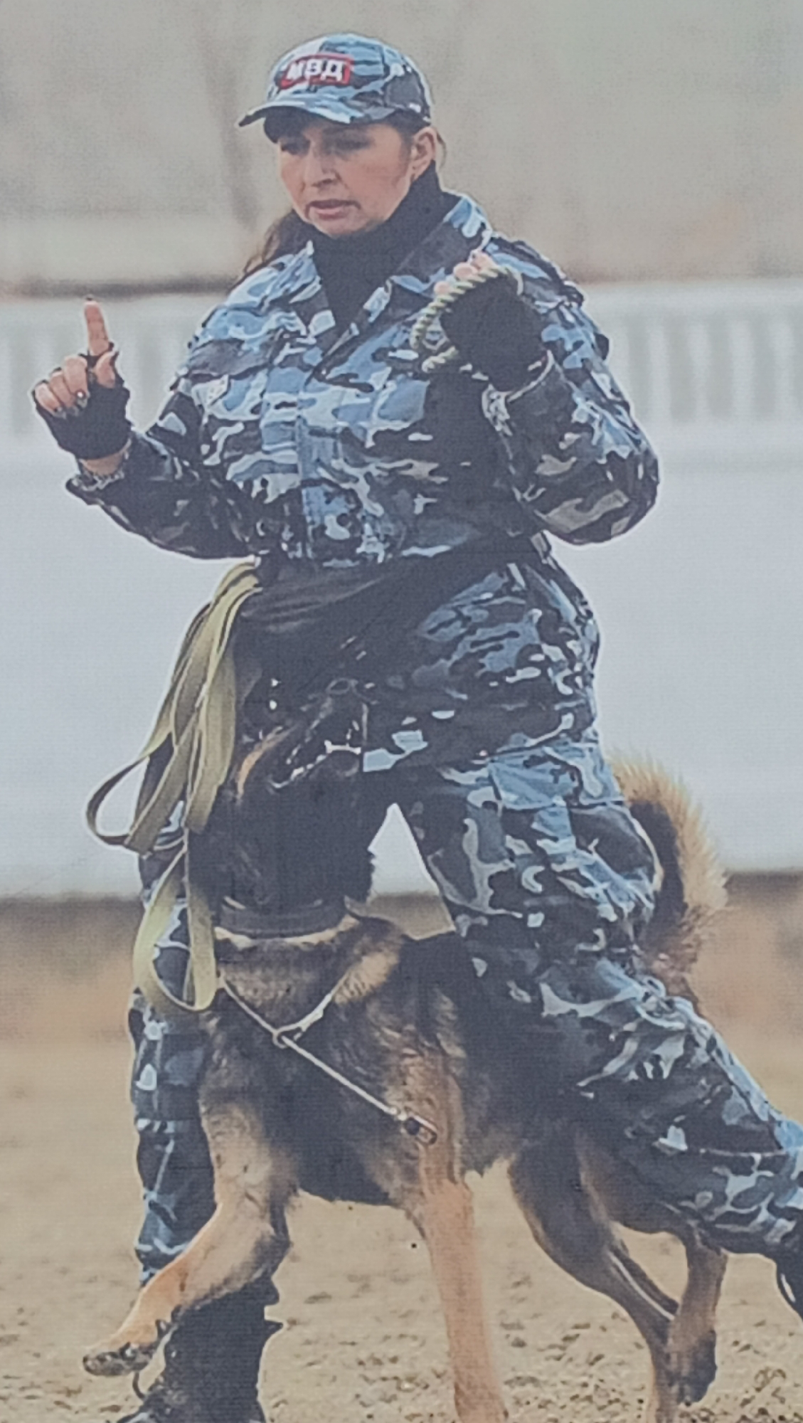 A woman in a blue and grey camouflage uniform stands on a sandy outdoor training ground in Tiraspol, Moldova, engaged in what appears to be a dog training session. She wears a camouflage baseball cap with the red letters "МВД" (MVD, Ministry of Internal Affairs) on the front, a black turtleneck, and fingerless gloves. Her dark hair is pulled back, and she has a serious, focused expression. Her left arm is raised with the index finger pointing upwards, indicating a command, while her right hand holds a braided rope. An olive-green strap or leash is looped and hangs from her hip.
Beside her, a medium-to-large dog, likely a German Shepherd or similar working breed, stands attentively. The dog has brown and black fur, erect ears, and wears a collar and a harness with a metal attachment. Its head is turned upwards towards the woman, and its left front paw is raised off the ground, suggesting it is responding to a command. The background is a blurry, light-colored outdoor setting, consistent with an open field or training arena. The scene takes place during daylight hours, under diffused light conditions, indicating an overcast day or bright ambient light without direct sun.