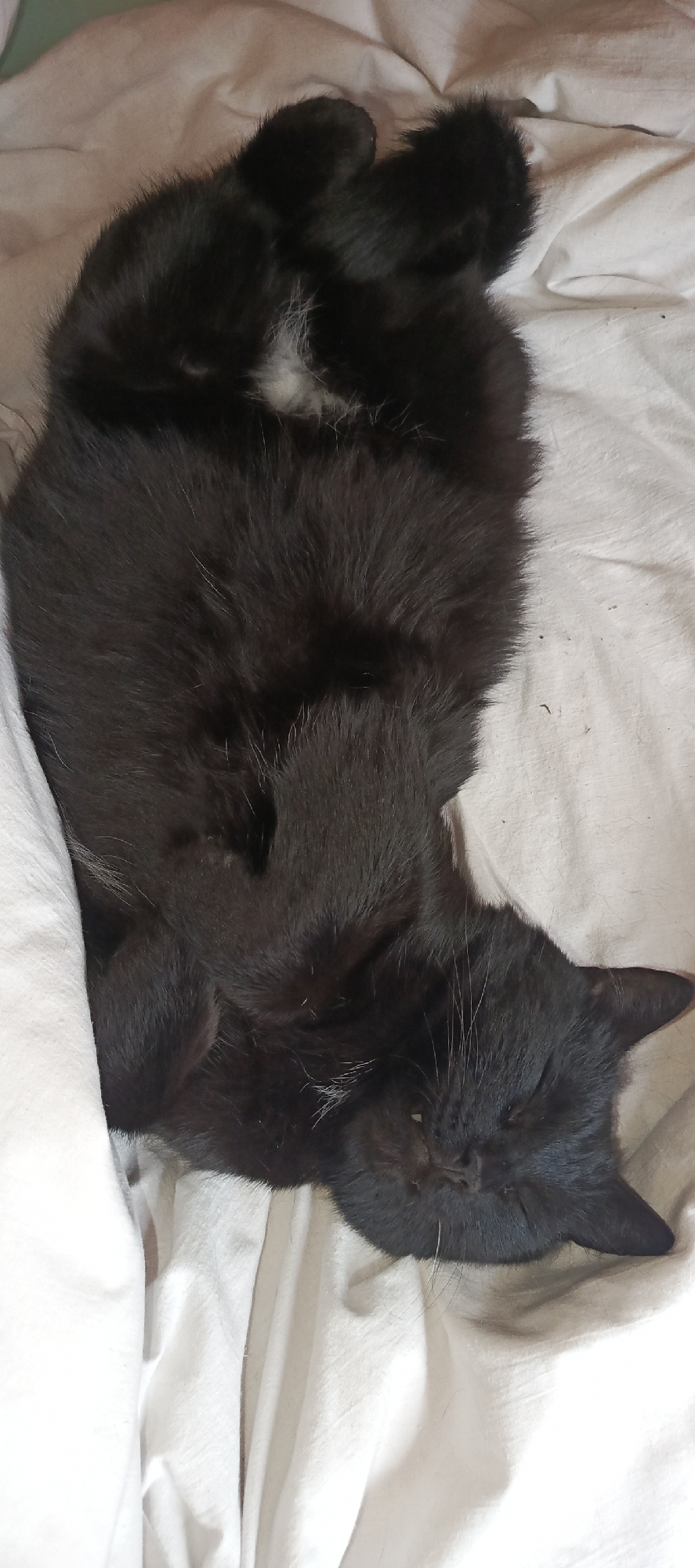A black cat with white markings is sleeping on a white sheet in an interior space. The cat is curled up on its side with its eyes closed and its paws tucked in. The sheet is wrinkled, suggesting it is a bed or a couch. The background is out of focus, but it appears to be a dimly lit room.