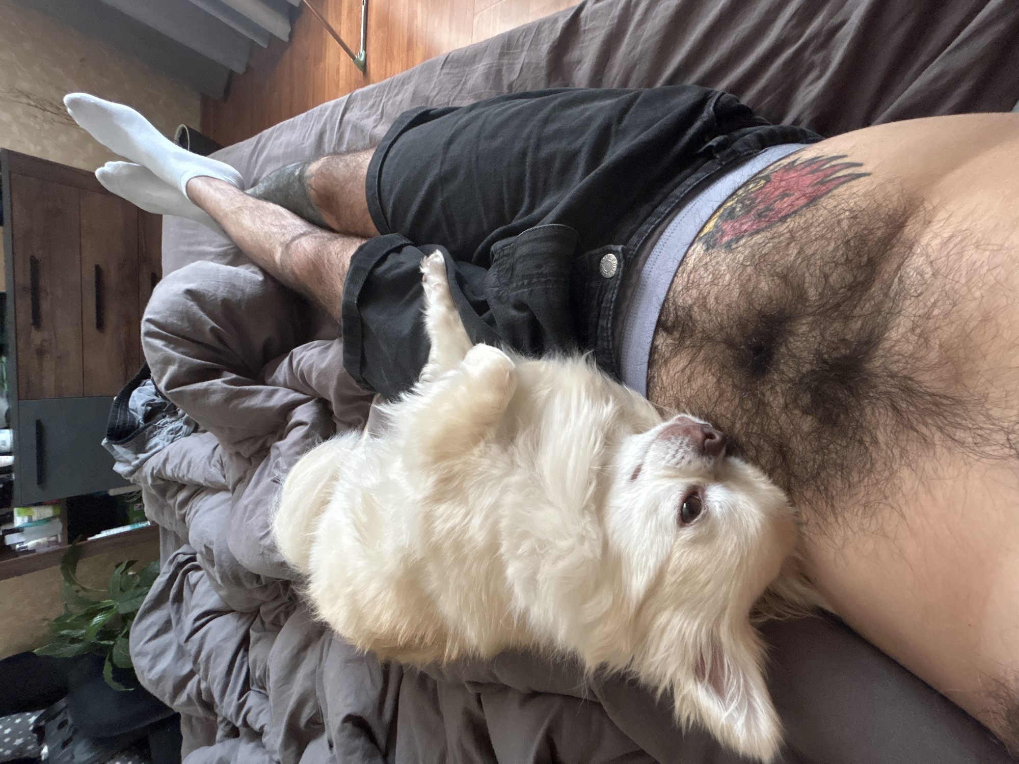 A person and a small dog are lying on a bed. The person is wearing white socks and black shorts. They have a tattoo on their left hip. The dog is light-colored and fluffy, lying on its back. The scene appears to be indoors, with a bed and some bedding. There are also some objects in the background, including what looks like a plant and some shelves. The overall impression is one of relaxation or a casual moment.