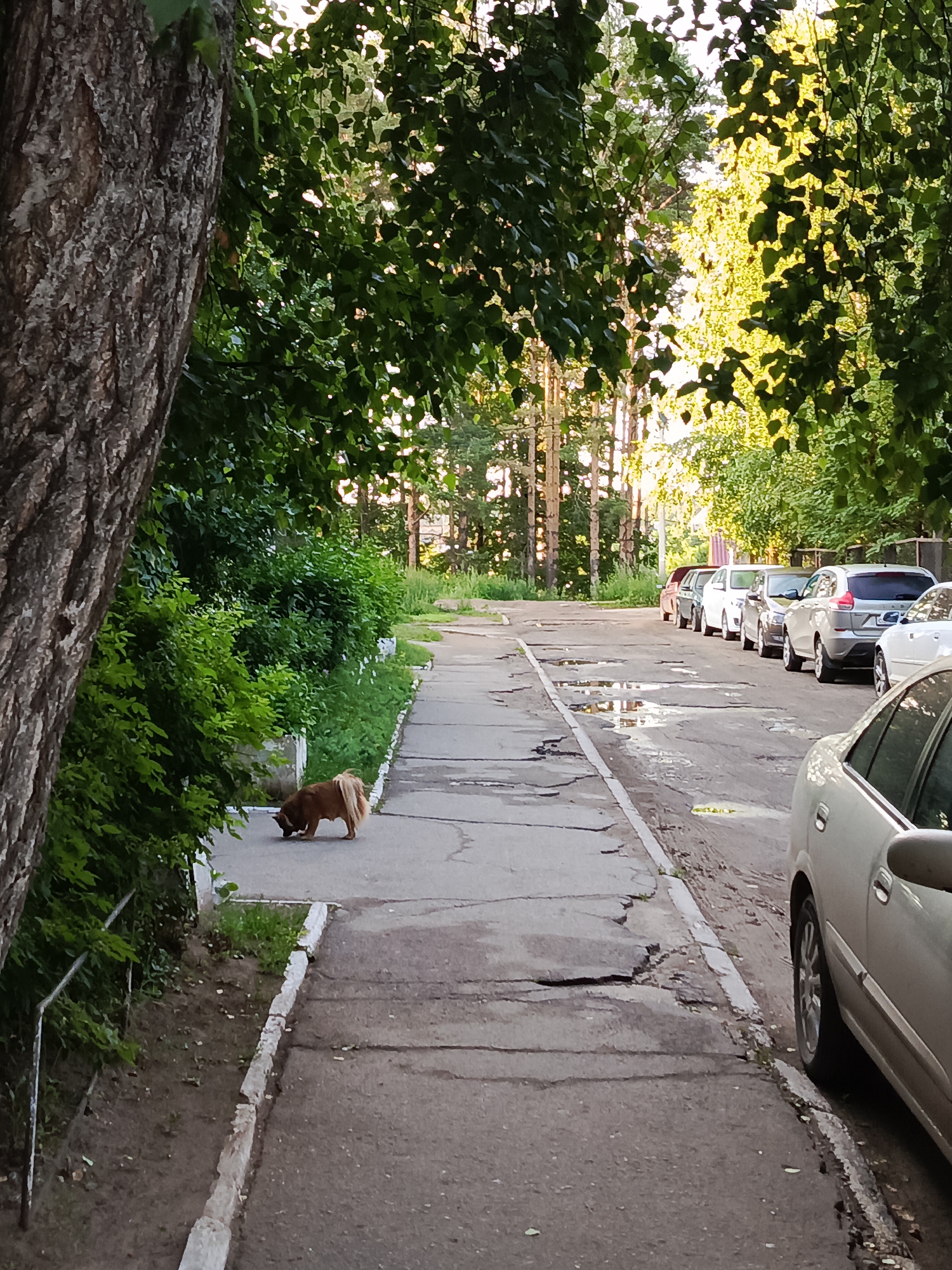 An outdoor, eye-level shot captures a narrow, cracked asphalt sidewalk and road in Chaikovsky, Russia. Lush green foliage from trees and bushes lines the left side of the sidewalk, with a large tree trunk prominent in the foreground. A medium-sized, light brown dog with a fluffy tail is visible on the sidewalk, sniffing the ground. On the right side of the road, a line of parked cars is visible, including a light-colored sedan in the immediate foreground. Puddles of water are present on the road, indicating recent rain. The scene is illuminated by the warm glow of sunlight filtering through the leaves of the trees, suggesting it is late afternoon or early evening.