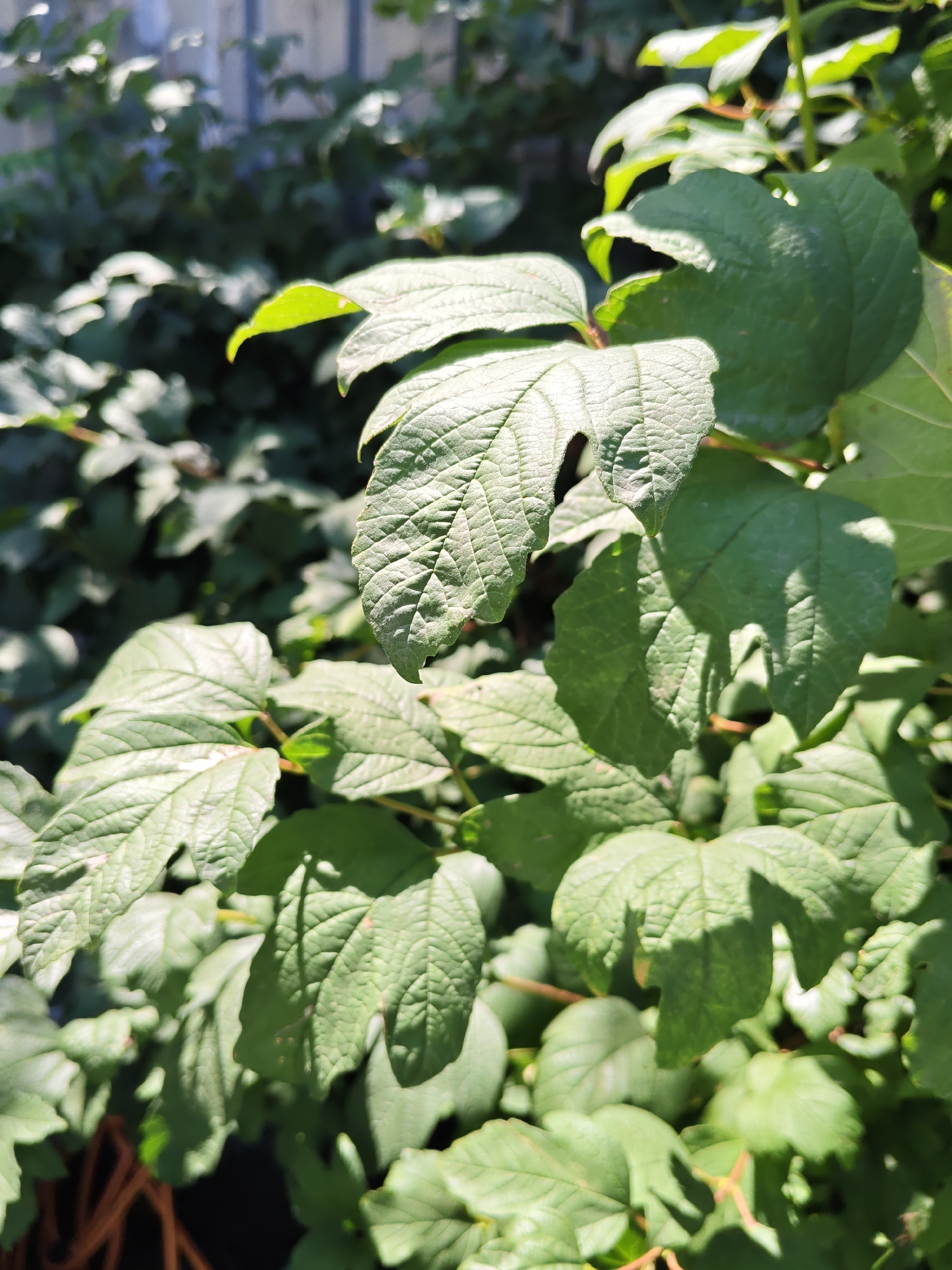 The image depicts a close-up view of green leaves with a textured surface, likely from a shrub or tree, bathed in sunlight. The leaves exhibit prominent venation and some have irregular edges. The background is filled with more foliage, creating a lush, natural setting. In the far upper left corner, a blurred structure resembling a wooden fence or wall is visible. The lighting suggests an outdoor environment, possibly during daylight hours. The image does not contain any people or identifiable landmarks indicating a specific location in Rostov-on-Don, Russia. The scene is static and focuses solely on the plant life.