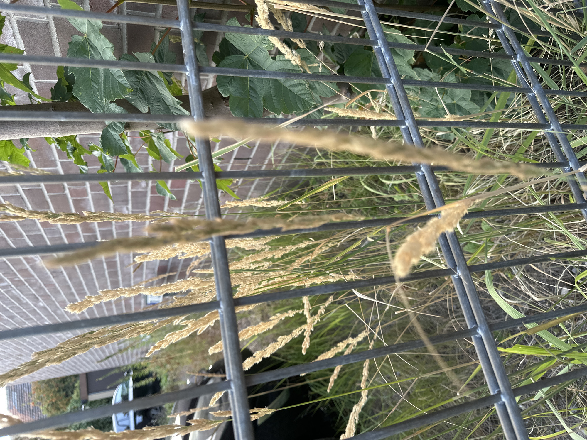 The image depicts a close-up view of tall, dry grass stalks interspersed with green foliage and a metal fence. In the background, a brick wall is visible, and a dark-colored car is parked. The scene appears to be an outdoor setting, possibly a residential area or a public space, in Krefeld, Germany. The lighting suggests it is daytime, with sunlight illuminating the scene. There are no people or animals present in the image. The focus is on the textures and natural elements of the environment, with the fence acting as a foreground element.