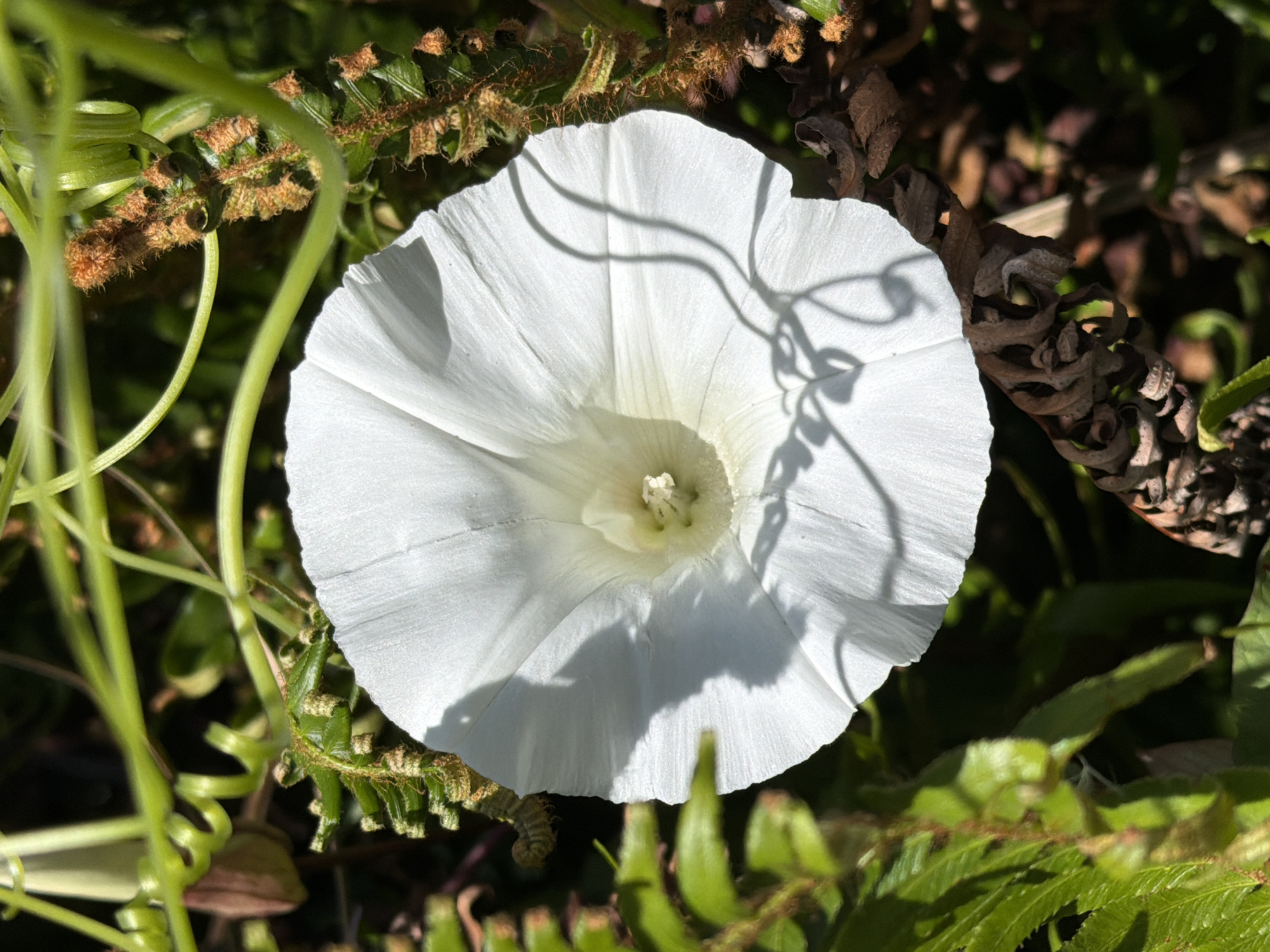 A close-up, eye-level, overhead shot captures a white trumpet-shaped flower with delicate, crinkled petals. The flower is centered in the frame, with its white petals taking up most of the image. The center of the flower, a lighter shade of white with hints of green, is slightly blurred. Shadows from swirling tendrils of green vines cast intricate patterns across the flower's surface. Surrounding the bloom are various elements of the natural environment. To the left, lush green fern fronds are visible, their leaves detailed and textured. To the right and slightly behind the flower, a brown, fuzzy stem or branch with small, bead-like growths is prominent, adding a contrasting texture and color. Further back, more green vines and foliage create a dappled background. The lighting suggests a sunny day, with bright sunlight illuminating the flower and casting distinct shadows. The image does not depict any people, actions, or interactions. It is a still life of a single flower within its natural surroundings. The specific location in Cannon Beach, United States of America, cannot be determined from the image alone, as it is a generic natural setting.