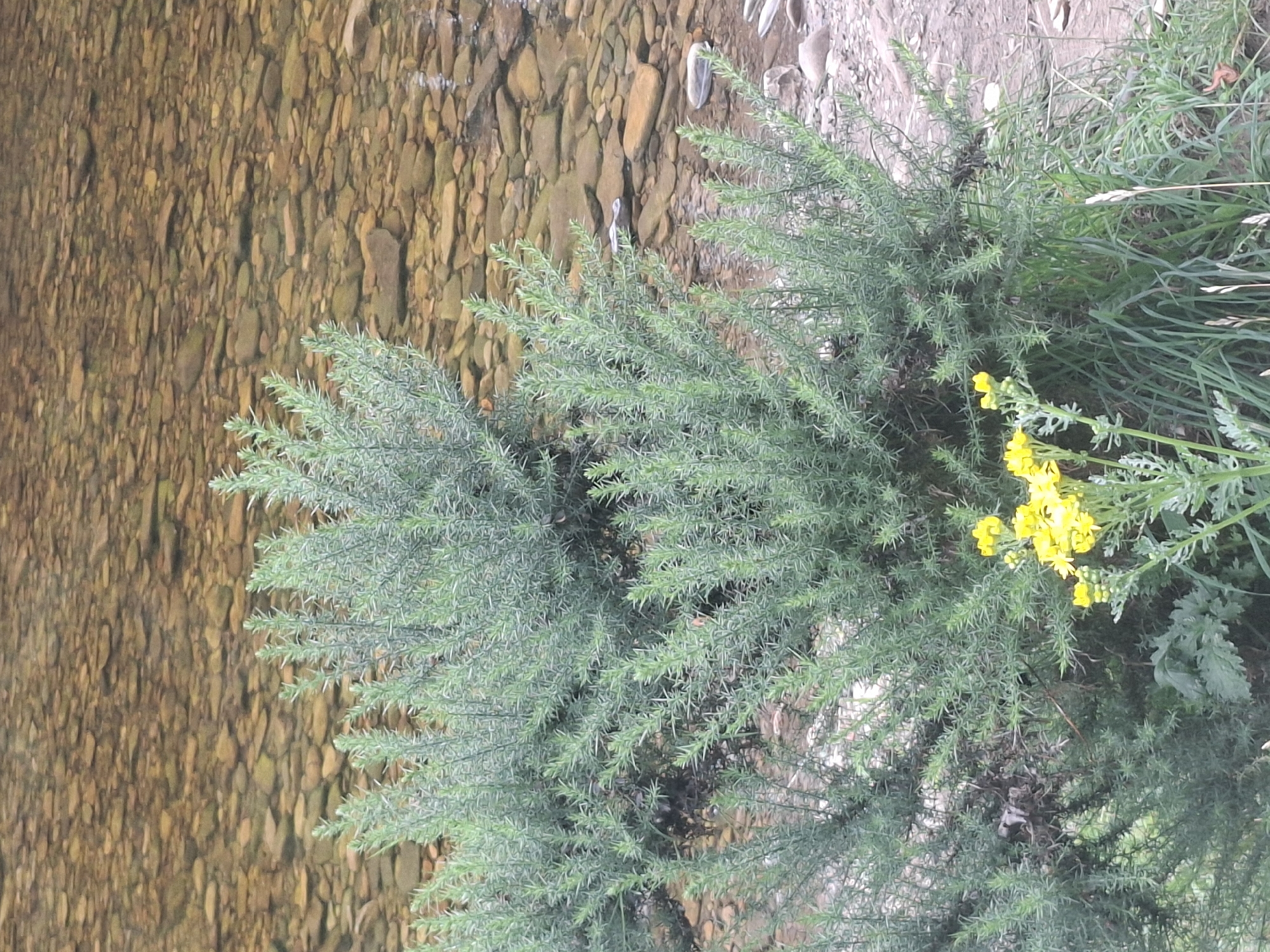 This media file depicts a close-up view of a gorse bush with small yellow flowers, situated next to a shallow body of water with a stony bed. The water is clear enough to see the pebbles beneath the surface, which are varied in size and color, ranging from light brown to grey. The gorse bush is dense and spiky, with needle-like leaves characteristic of the plant. The yellow flowers are clustered in small groups on the upper branches of the bush. Behind the gorse and to the right, there is a patch of tall green grass and some dry, straw-like vegetation, suggesting an outdoor, natural setting. The overall scene is likely captured during daylight, as evidenced by the clear illumination of the plants and water. There are no visible people, objects, or text in the image. The context of Richmond, United Kingdom, implies a temperate climate and potentially a location near a river or stream. The image evokes a sense of natural beauty and tranquility, with the vibrant yellow flowers providing a touch of color against the muted tones of the water and foliage.