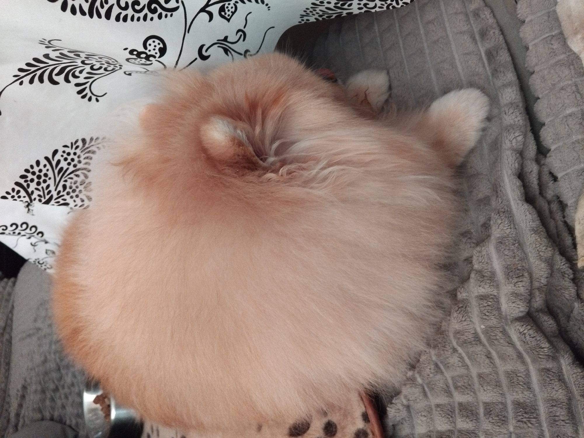 A fluffy, light-brown Pomeranian dog is curled up on a grey, textured blanket. The dog's back is to the viewer, and its head is lowered, appearing to be resting. To the right, a portion of a white tablecloth with a black, swirling floral pattern is visible. In the upper left corner, a silver pet bowl with kibble inside is partially in view. The background consists of a grey upholstered surface, likely a couch or bed. The scene appears to be indoors, in a domestic setting, potentially in Apriltsi, Bulgaria.