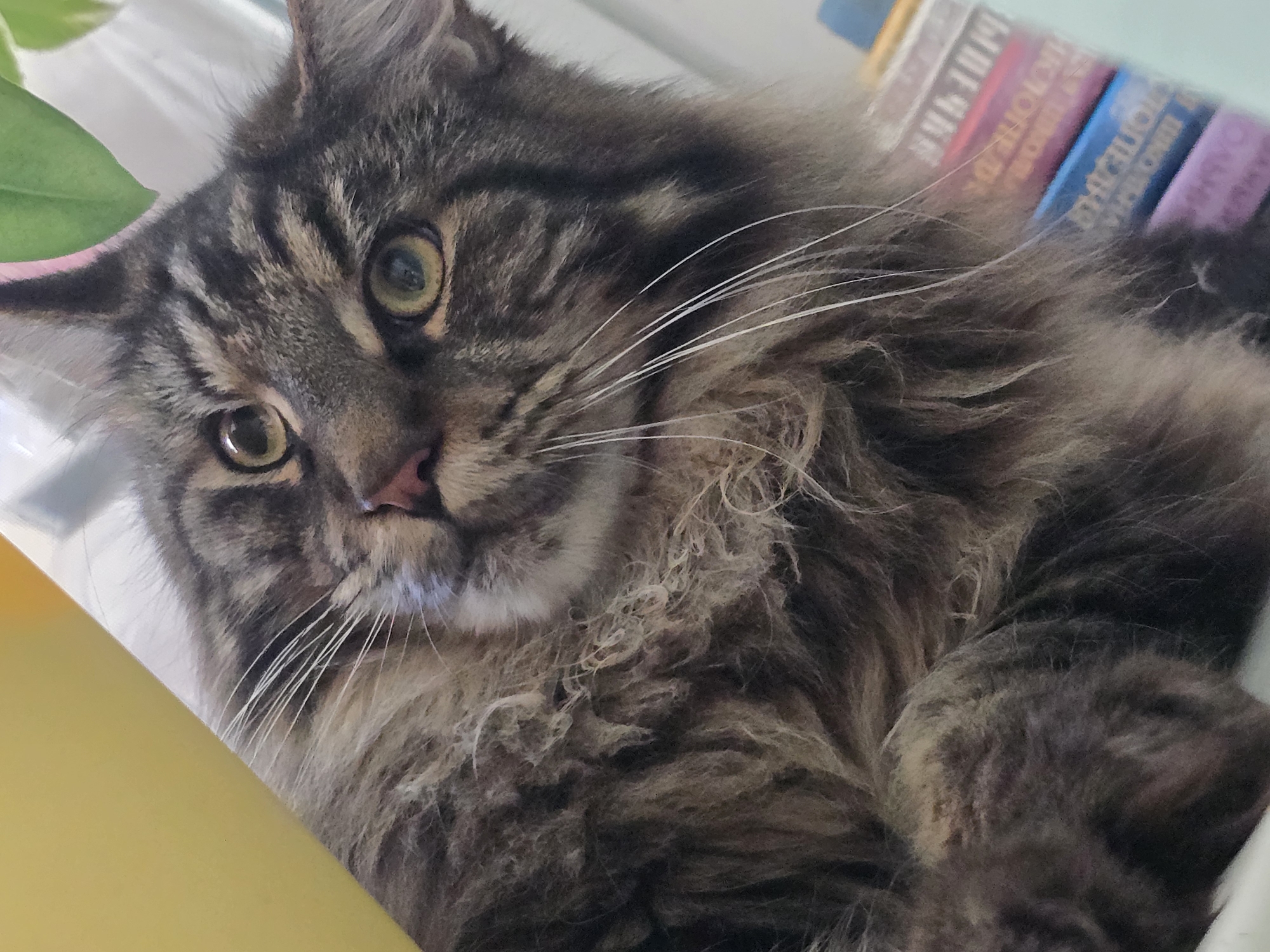 A domestic cat, likely a Maine Coon breed, with tabby markings and long fur, is captured in a close-up, low-angle shot. The cat is looking upwards towards the camera, its large, expressive eyes are focused and appear to be yellow-green. Its pink nose and long white whiskers are prominent. The background is softly blurred, featuring a bright yellow object on the left, a hint of a green plant with pinkish undertones at the top right, and a stack of books with colored spines on the right. The lighting is soft and appears to be natural, coming from the right. The setting is indoors, possibly a home environment. There is no discernible information about Krasnoyarsk, Russia in the image.