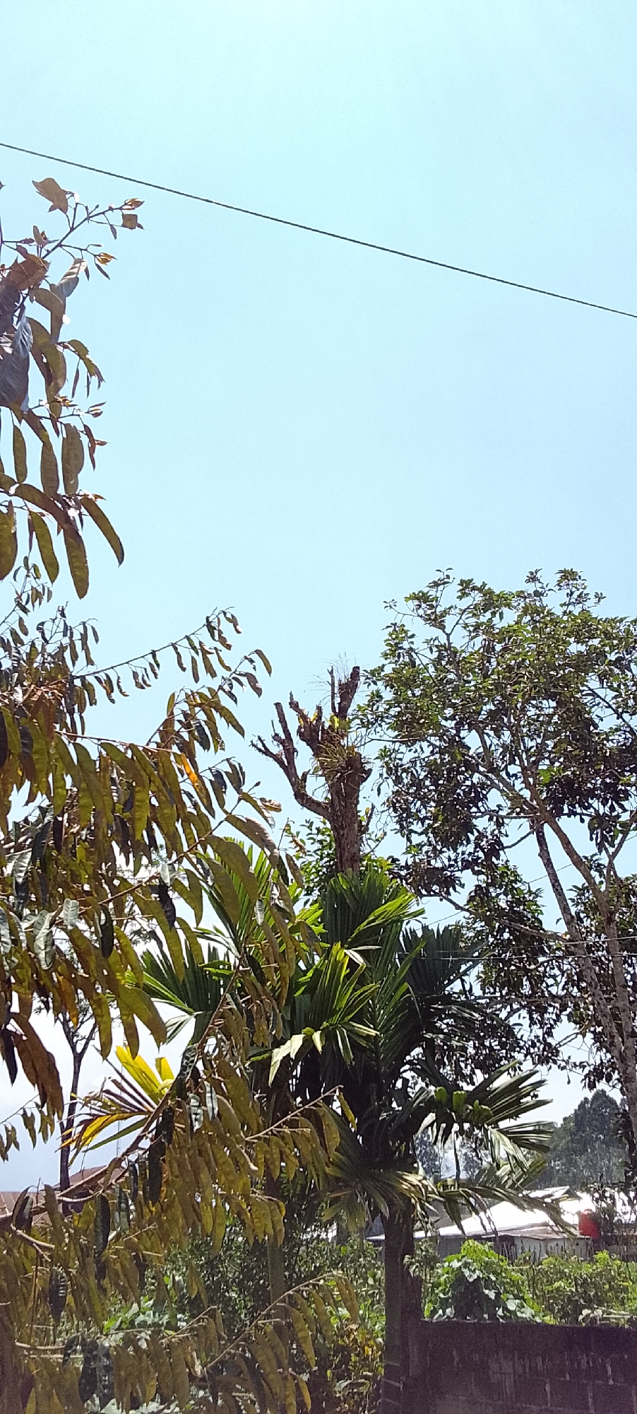 In the city of Padang Dalom, Indonesia, on a clear day, a close-up shot reveals lush green foliage against a bright blue sky. The foreground is dominated by the leaves of two distinct trees. On the left, long, elongated leaves with a yellow-green hue hang from thin branches. To the right, a palm tree with broad, fan-shaped leaves adds a tropical element.
In the mid-ground, a tall, bare tree trunk rises, its branches stark and twiggy. This tree has been pruned, with some remnants of nests or epiphytic growth clinging to its upper sections. To the right of this tree, a larger, mature tree with a dense canopy of green leaves provides shade.
In the background, glimpses of buildings suggest a residential or agricultural area. A white-roofed structure with a red water tank is visible. The landscape beyond is dotted with more greenery, indicating a natural or cultivated environment. A dark brick wall forms the lower boundary of the scene. The overall impression is one of a vibrant, outdoor setting in a tropical locale.