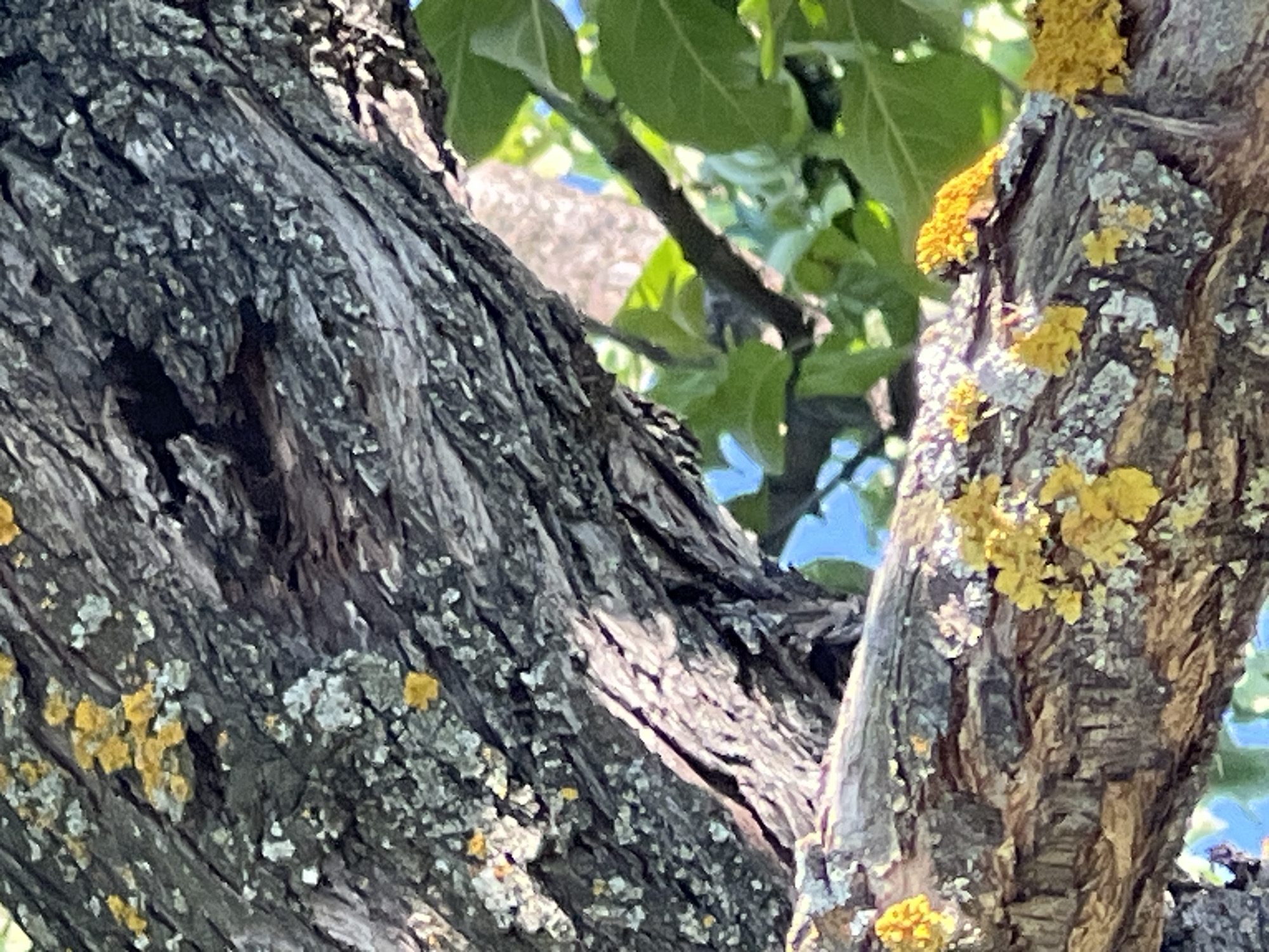 The image shows a close-up of a tree branch with rough, textured bark. The bark is covered in patches of grey and yellow lichen. The branch is positioned diagonally across the frame, with another thicker branch visible behind it, also covered in lichen. In the background, out of focus, are green leaves and a bright sky. There is no indication of the city of Lopatino, Russia, or any people, subjects, actions, or interactions.