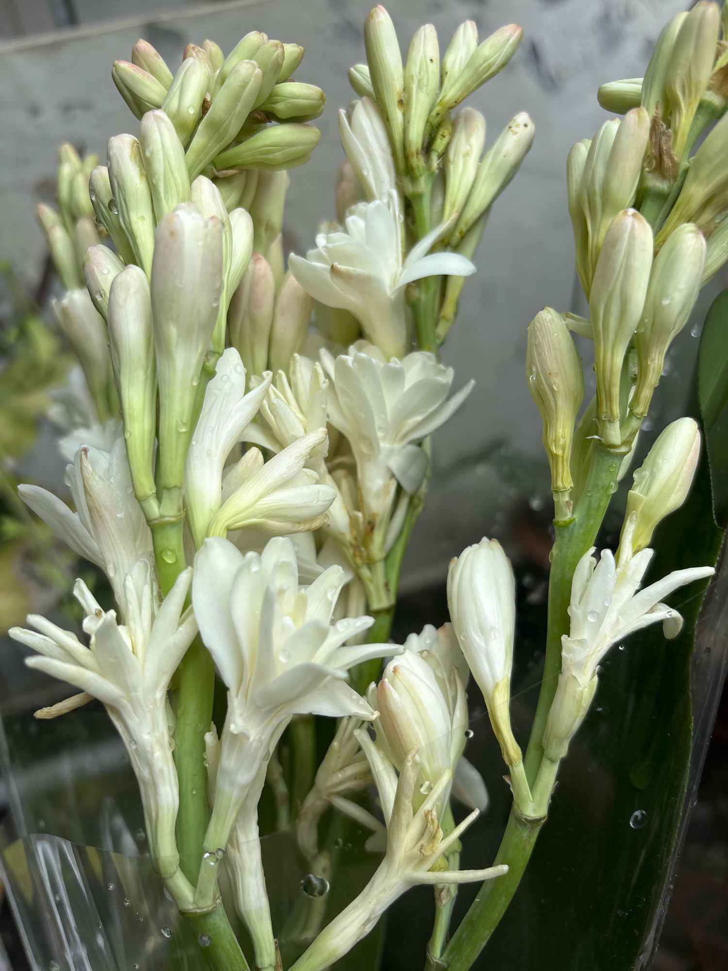 The image is a close-up shot of a bouquet of white tuberose flowers in Bekasi, Indonesia. The flowers are mostly in bud form, with some beginning to open. Water droplets are visible on the petals and stems, suggesting they have been recently watered or are dewy. The background is blurred, but appears to be a neutral, indoor or covered outdoor setting. The overall impression is one of freshness and natural beauty.