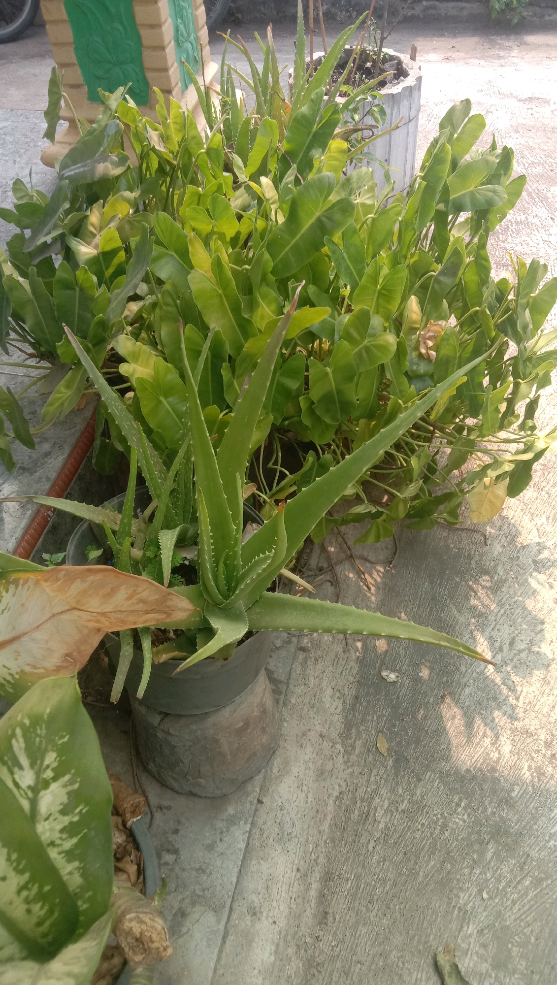 In the city of Ngempit, Indonesia, an outdoor scene shows a collection of potted plants arranged on a concrete surface. The primary focus is on an aloe vera plant in the foreground, with its spiky, green leaves reaching outwards. Behind it, a dense arrangement of broad-leafed plants fills the frame, creating a lush backdrop. These plants are housed in various containers, including a dark pot for the aloe vera and a larger, cylindrical concrete planter to the right. To the left, partially visible, is another plant with variegated green and white leaves, and a brown, dried leaf rests on its surface. In the background, parts of a decorative planter with a green and beige pattern are visible. The concrete ground shows variations in texture and is dappled with sunlight and shadow, suggesting it is daytime. The environment appears to be a residential or garden area.
