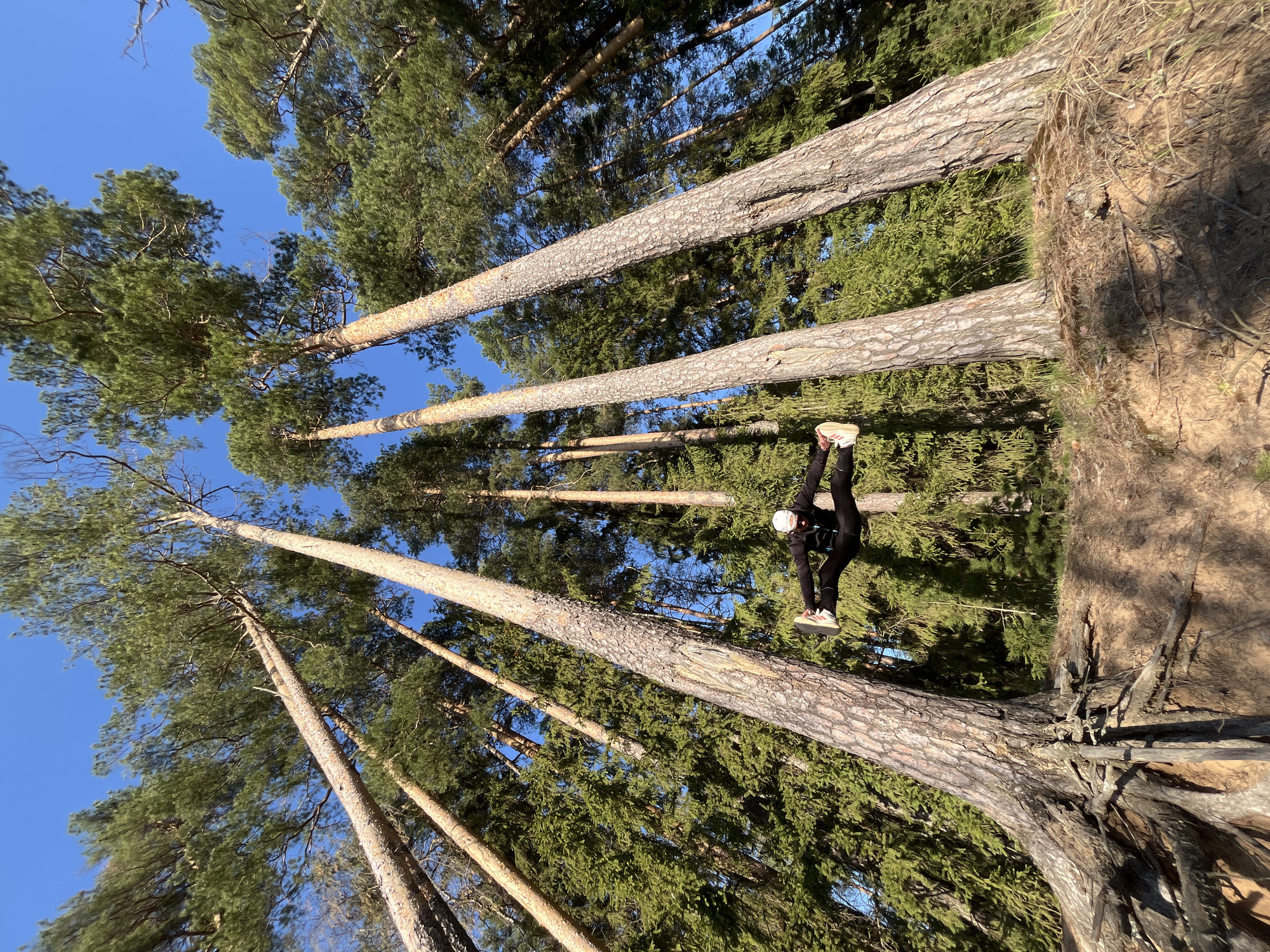 A medium shot, taken at a low angle, portrays a forest scene, with a human figure seemingly suspended between the trees. The location is the city of Chaikovsky, Russia. The figure, clad in black clothing and sneakers, is positioned upside down with their head near the center of the image. Tall pine trees, characterized by their textured bark and green foliage, dominate the view, reaching towards a clear, blue sky. The earth is visible in the bottom right corner, covered in vegetation and tree roots. The photo gives the impression that the person is hanging or performing a stunt, although the method of suspension is not evident.