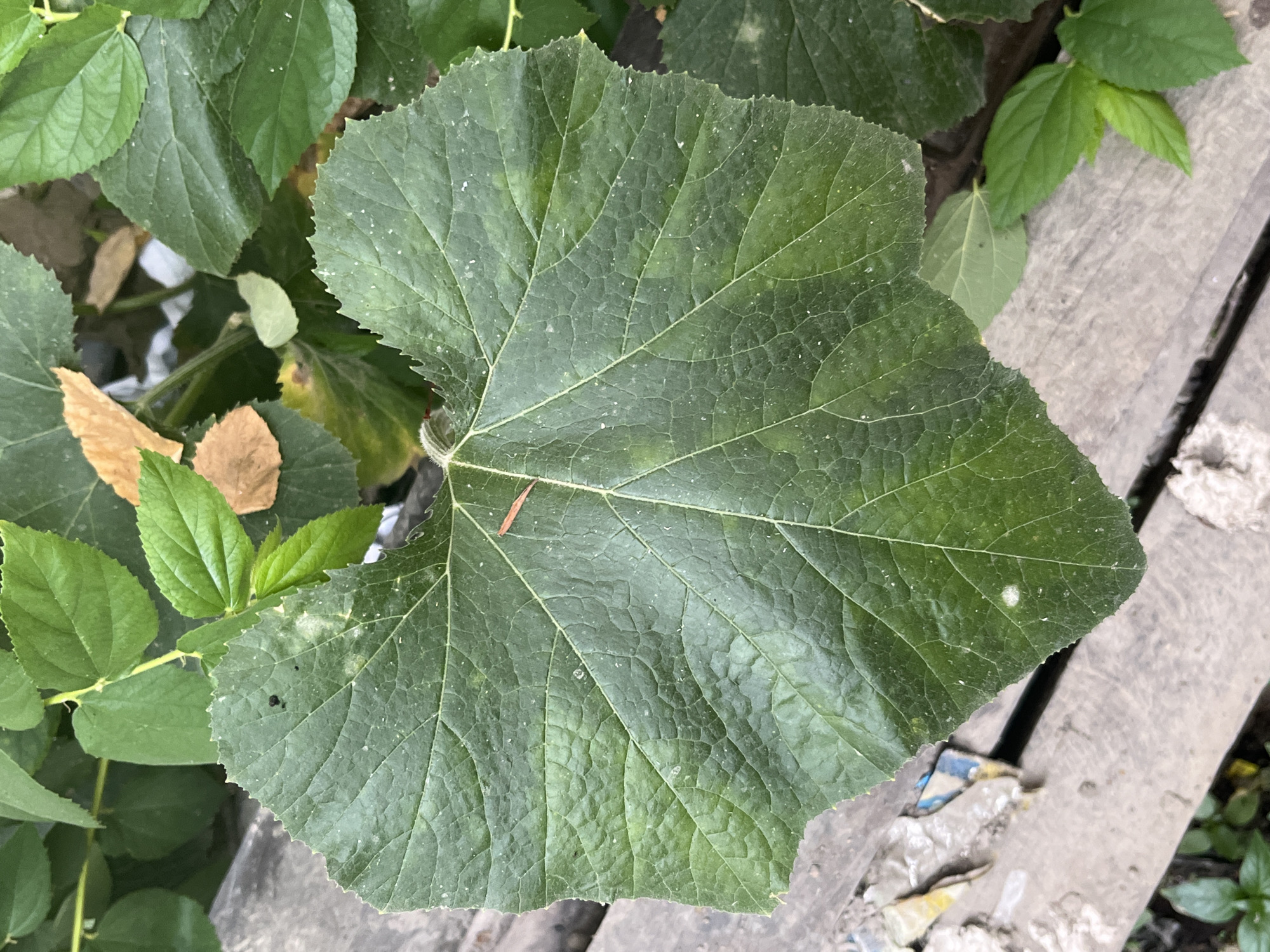 A close-up, top-down view of a large, dark green, heart-shaped leaf with a serrated edge and prominent veins. The leaf appears slightly dusty, with small white specks scattered across its surface. A thin, reddish-brown twig rests on the leaf. The leaf is positioned on a weathered wooden surface, possibly a plank, with other green leaves and some dried brown leaves visible in the background. The scene is outdoors, likely in a garden or natural setting in Meliau Hulu, Indonesia.